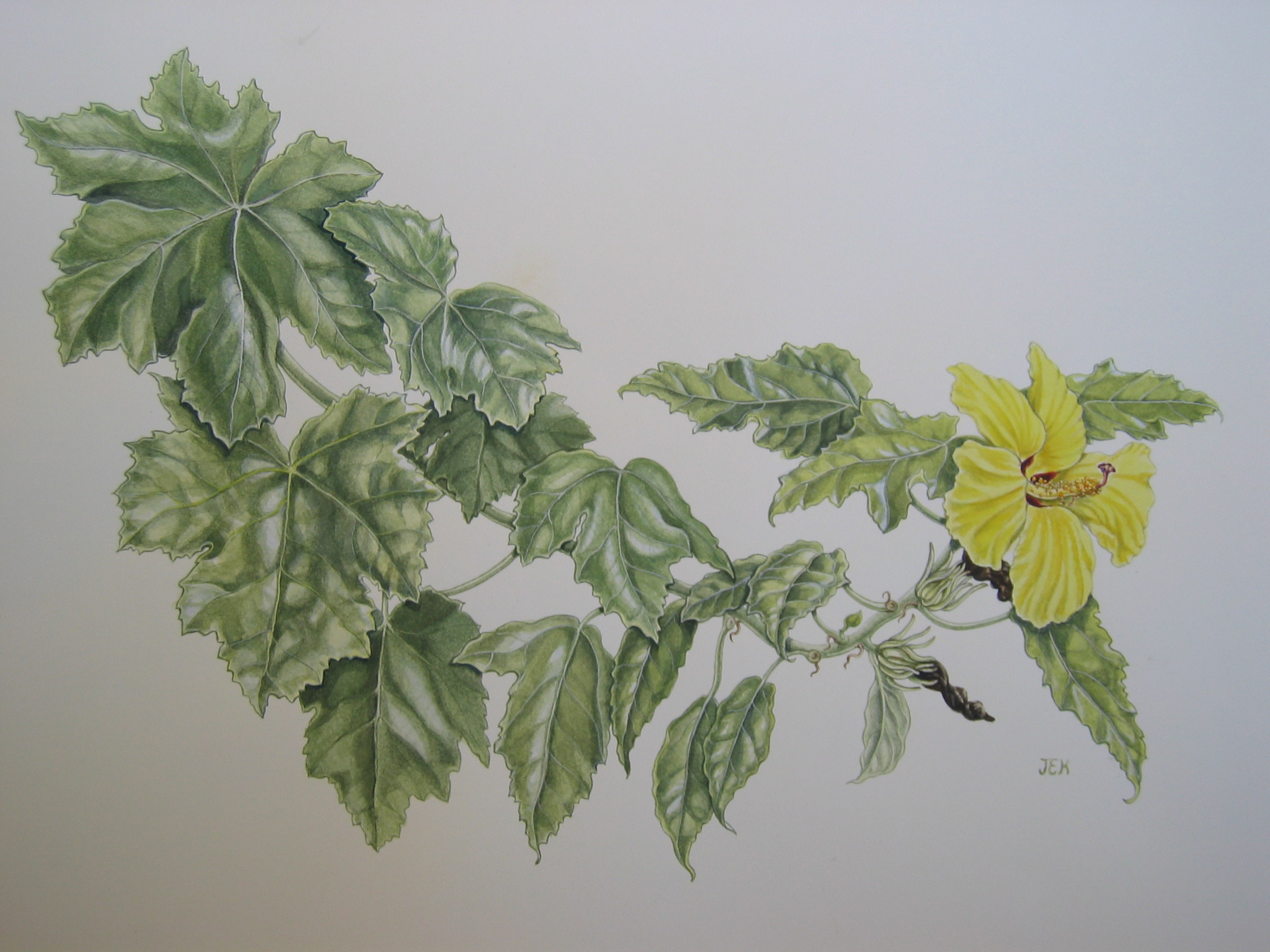 Hibiscus brackenridgei subsp. brackenridgei  - Watercolor