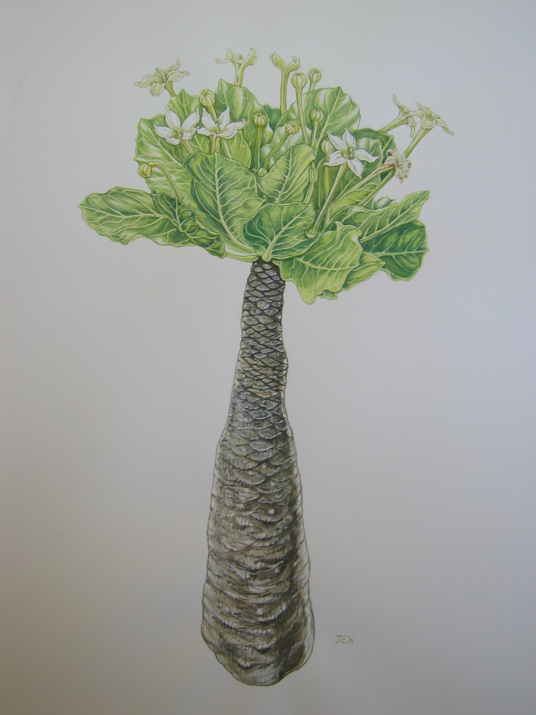 Brighamia insignis   - Watercolor