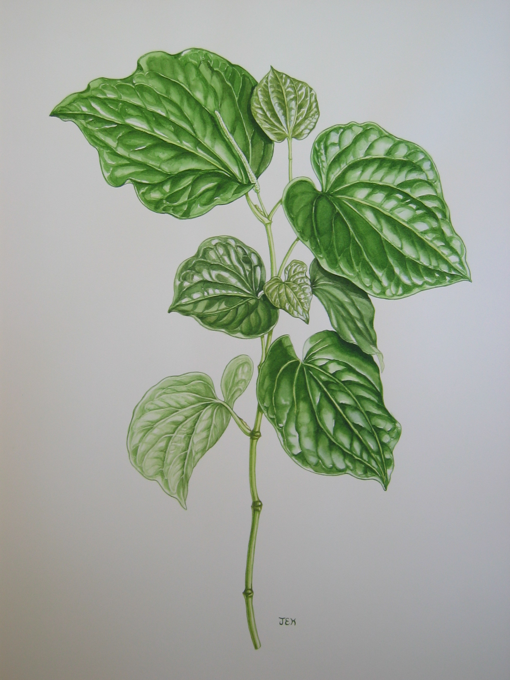 Piper methysticum   - Watercolor