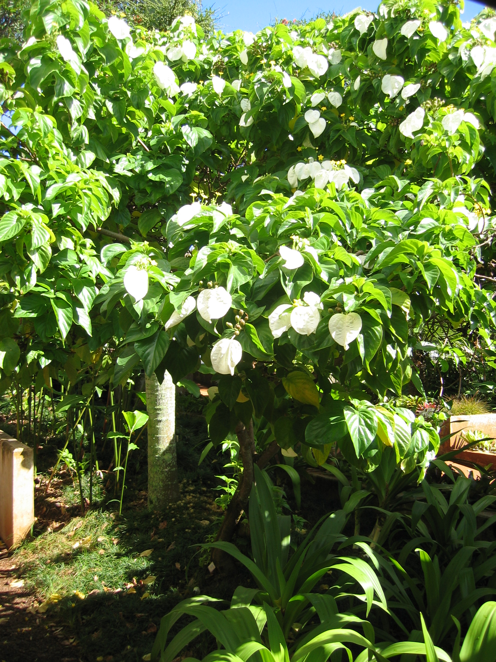 Mussaenda raiateensis   - Habit