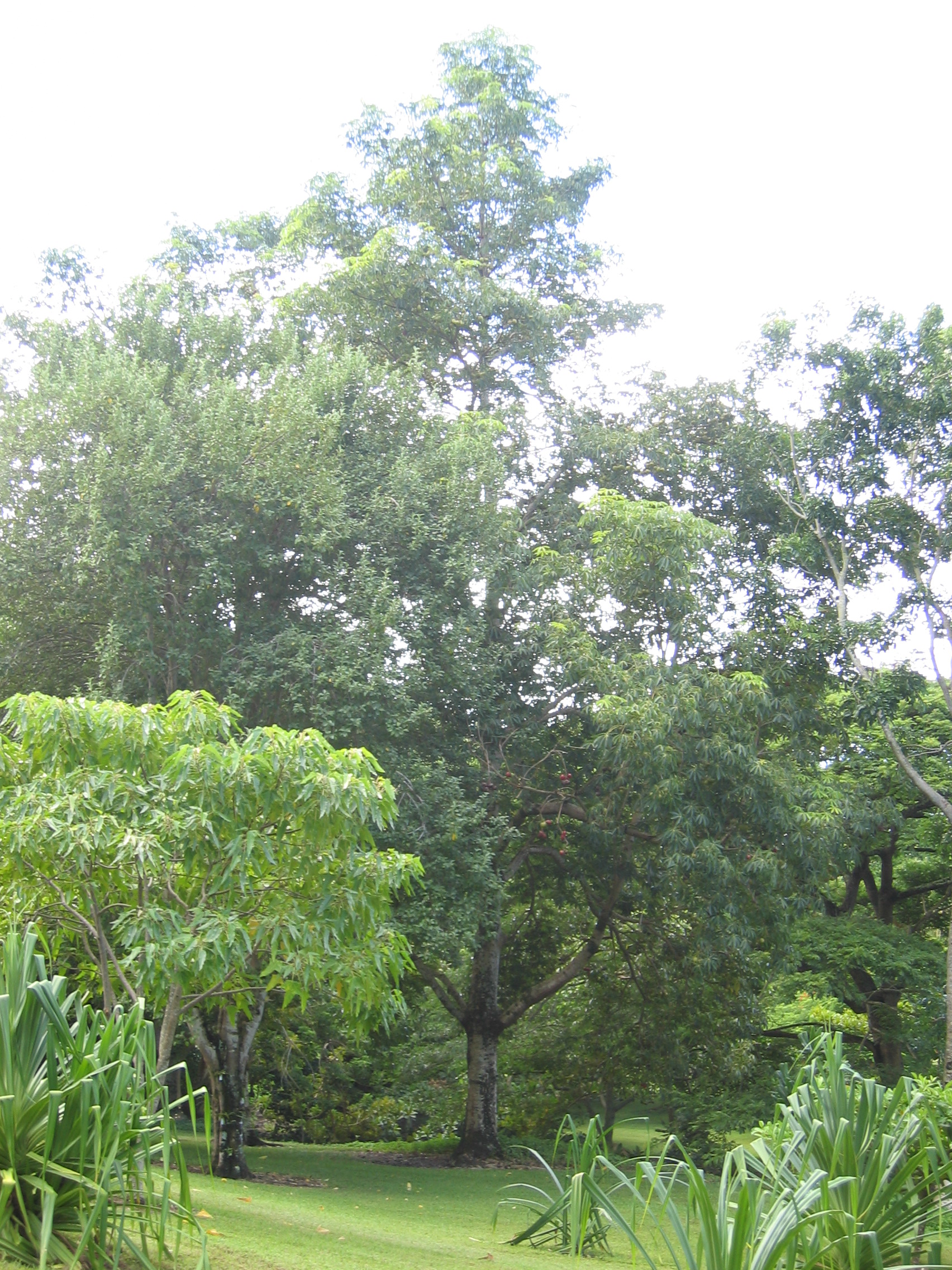 Sterculia foetida   - full view of tree