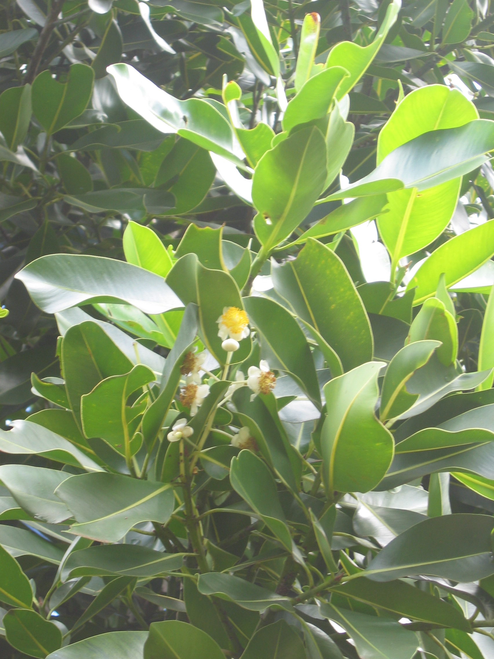 Calophyllum inophyllum   - 