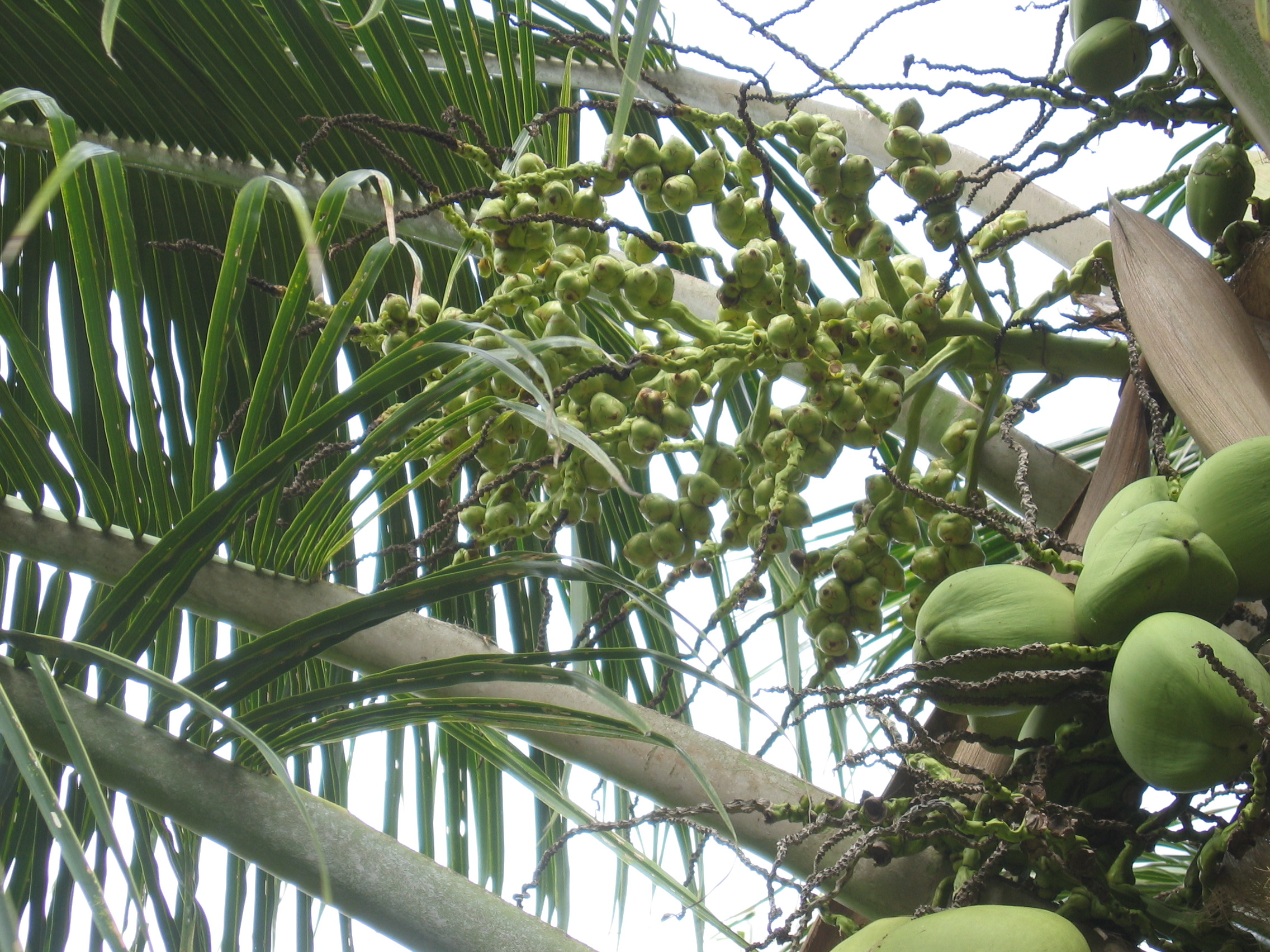 Cocos nucifera   - fruit detail