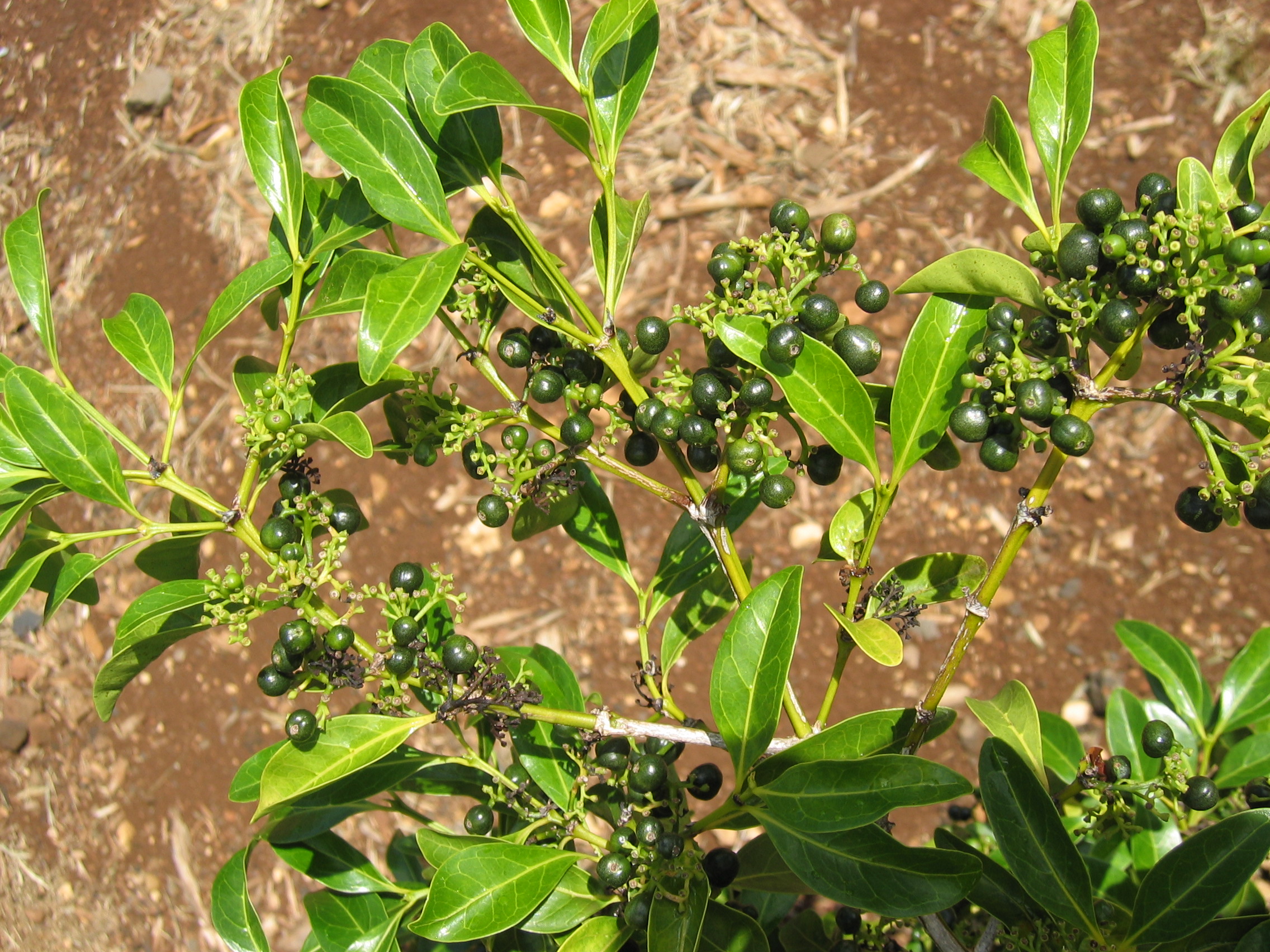 Psydrax odorata   - branch detail with fruit