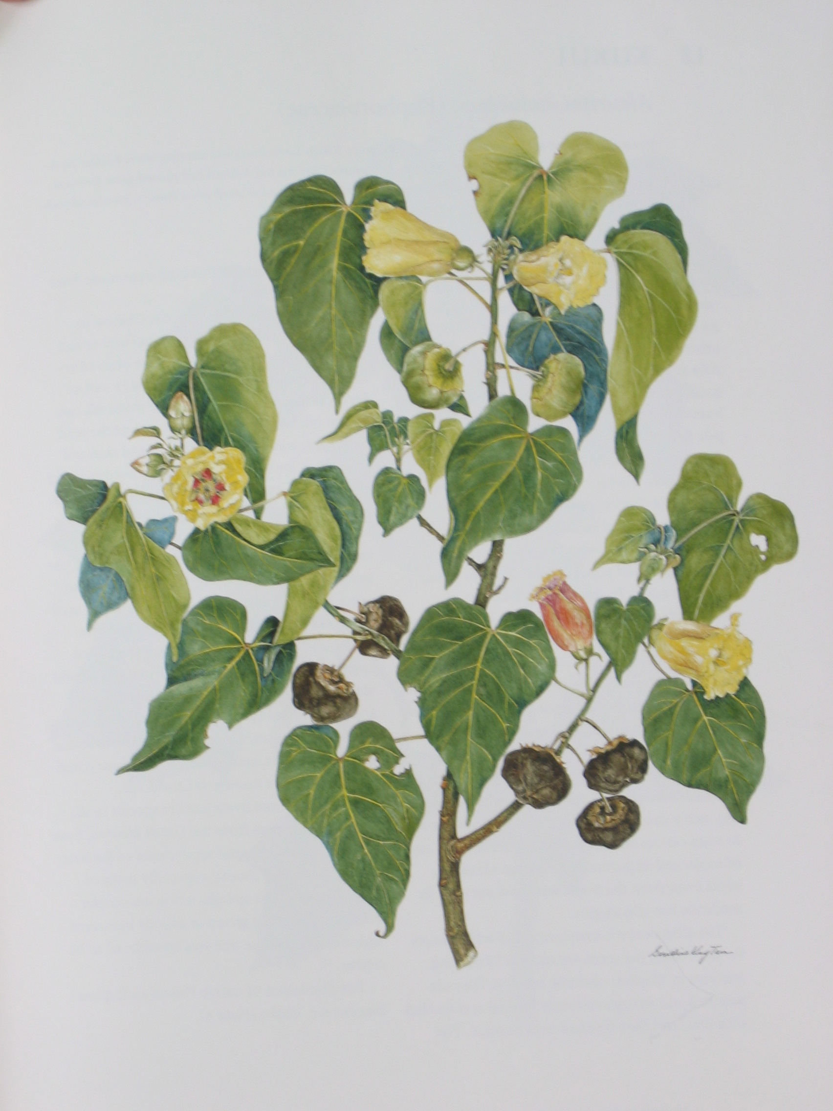 Thespesia populnea   - Watercolor