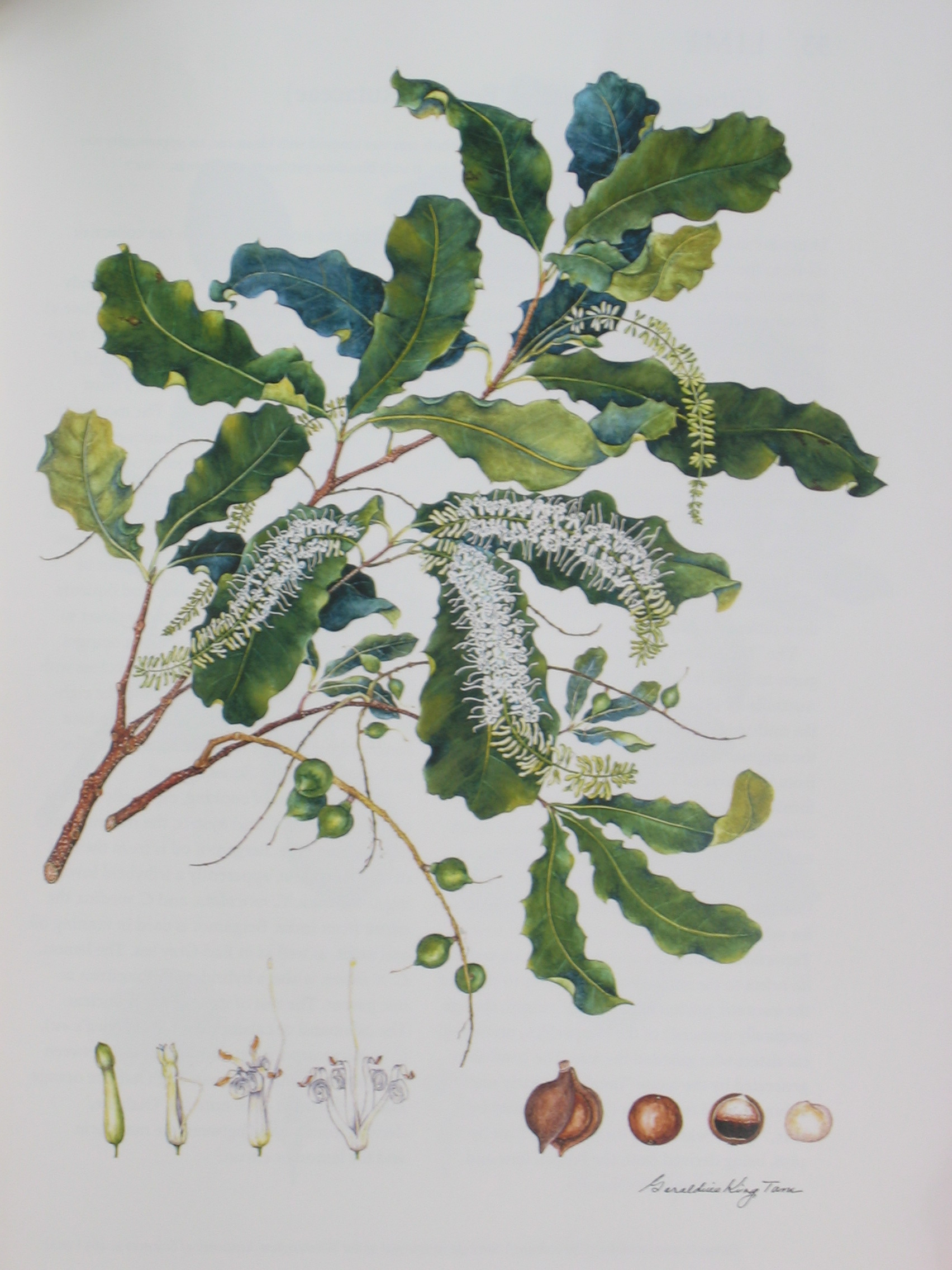 Macadamia integrifolia   - Watercolor