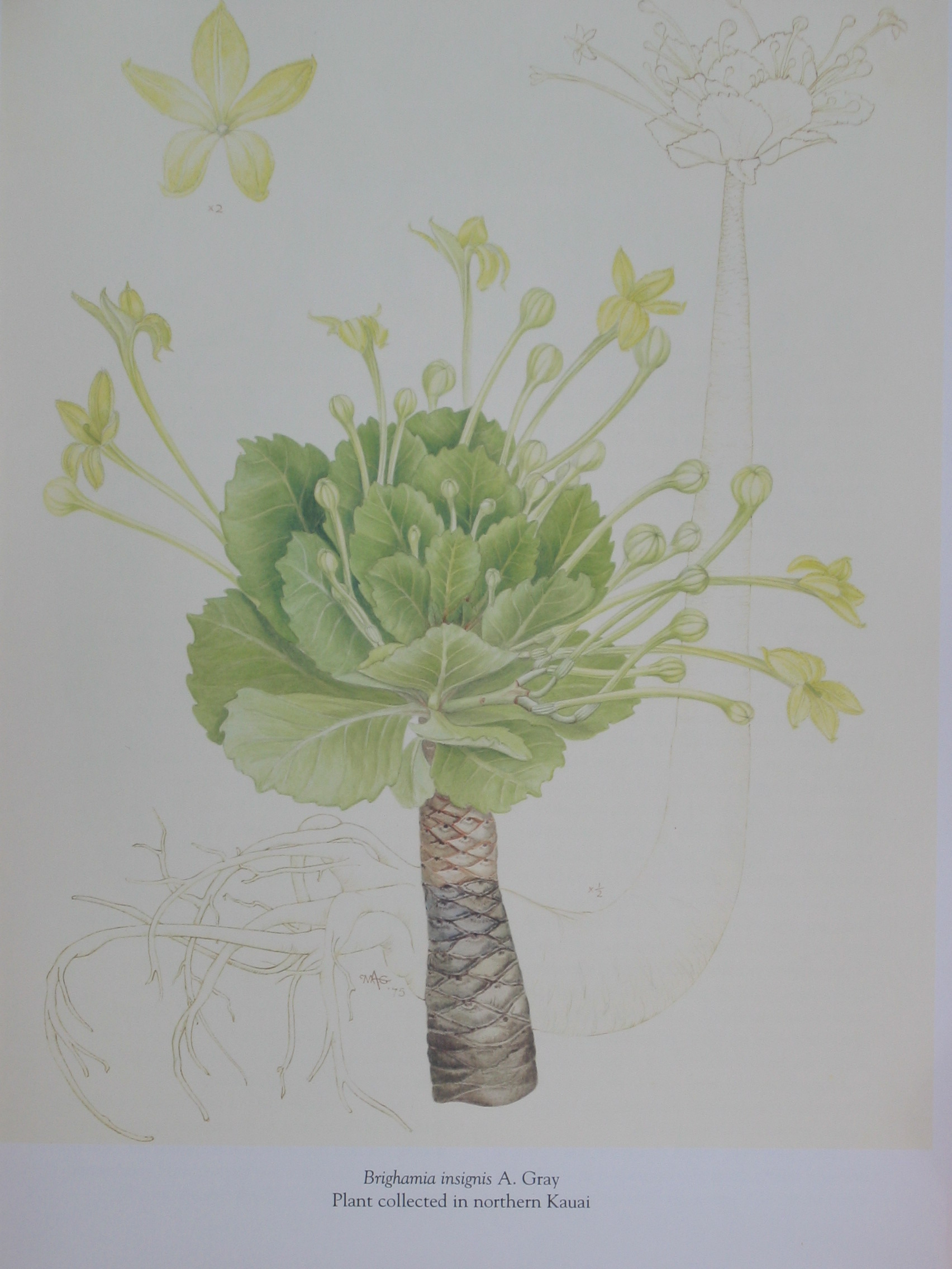 Brighamia insignis   - Watercolor
