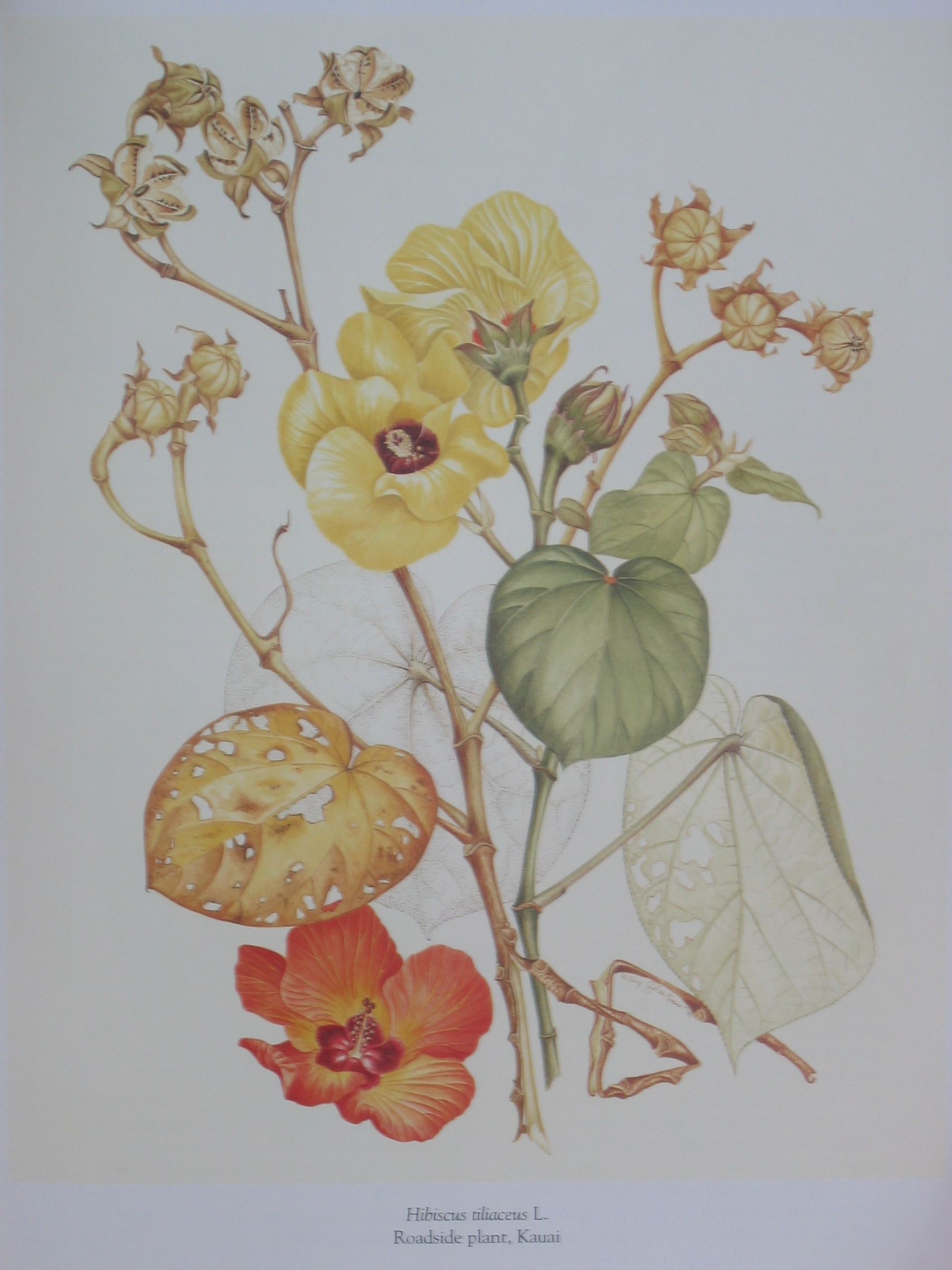 Hibiscus tiliaceus   - Watercolor