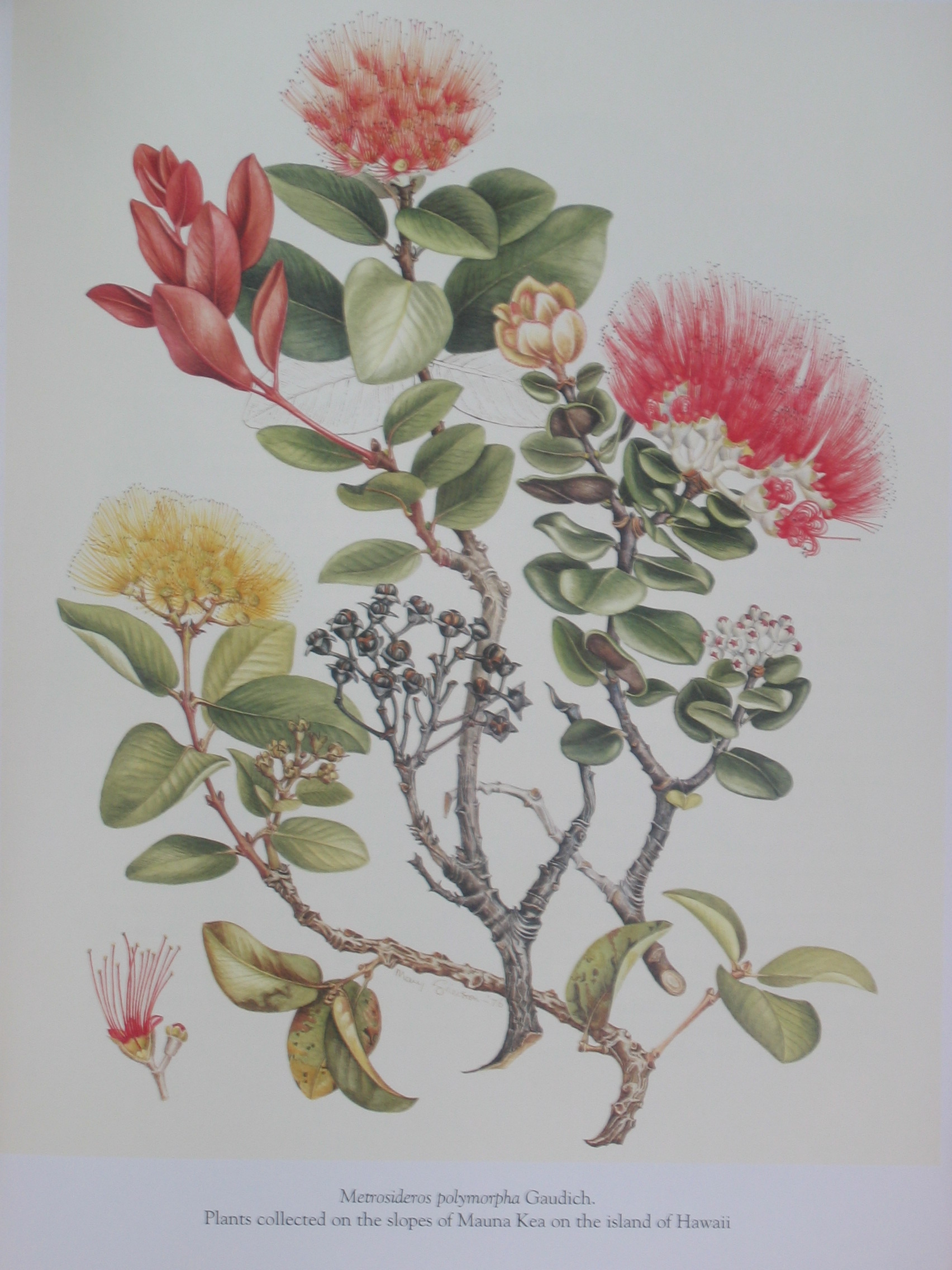 Metrosideros polymorpha   - Watercolor