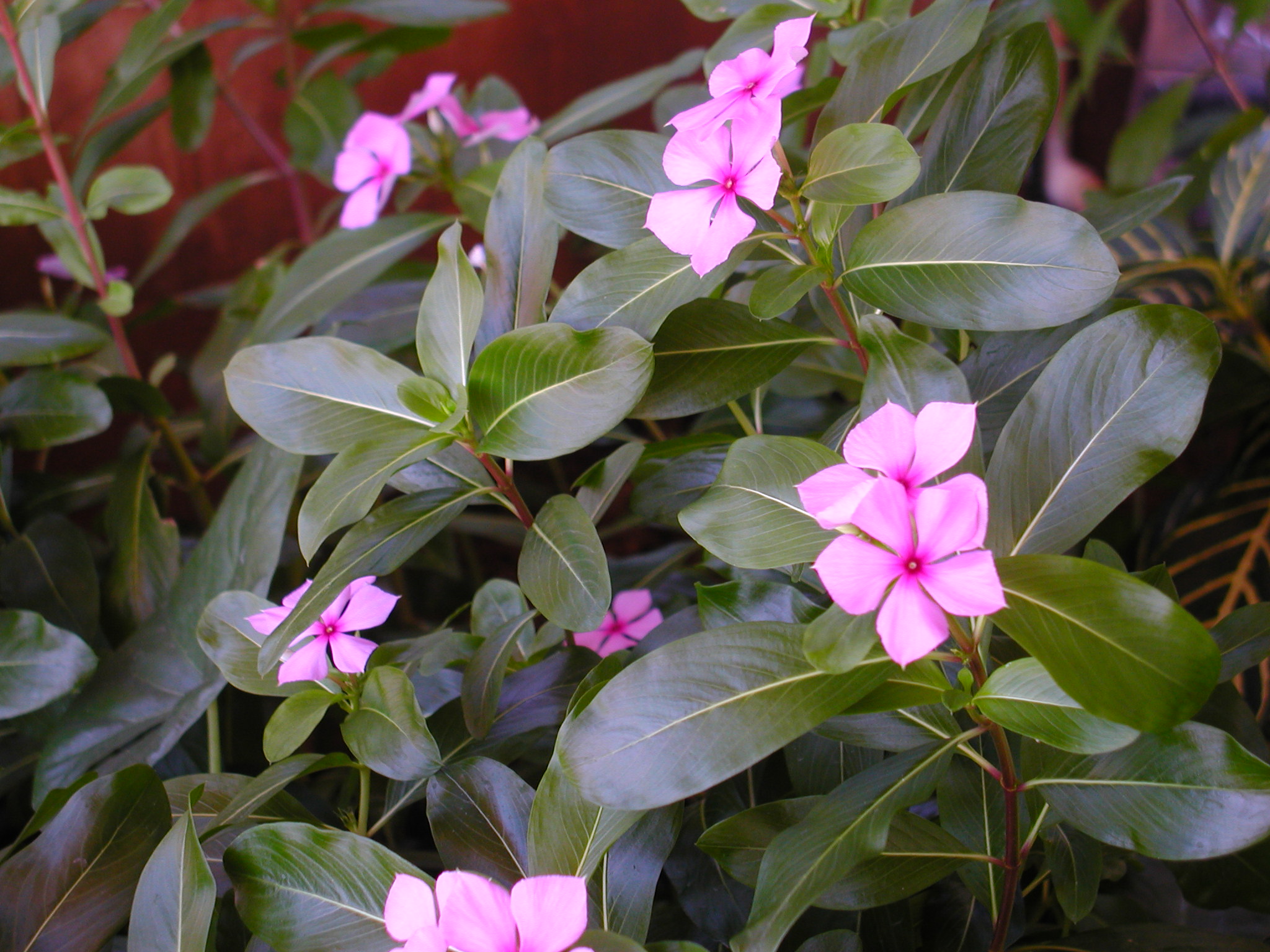 Catharanthus roseus   - plant detail