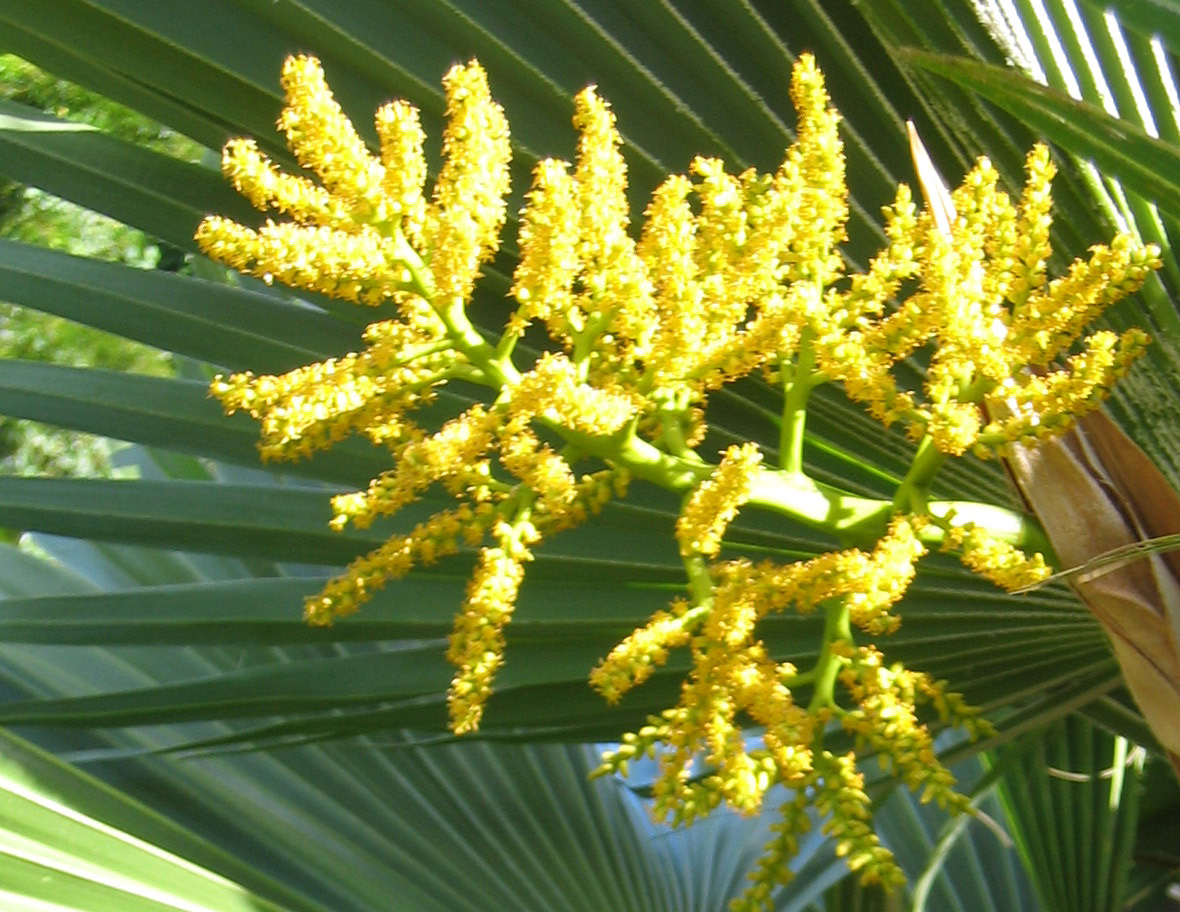 Pritchardia hillebrandii   - 