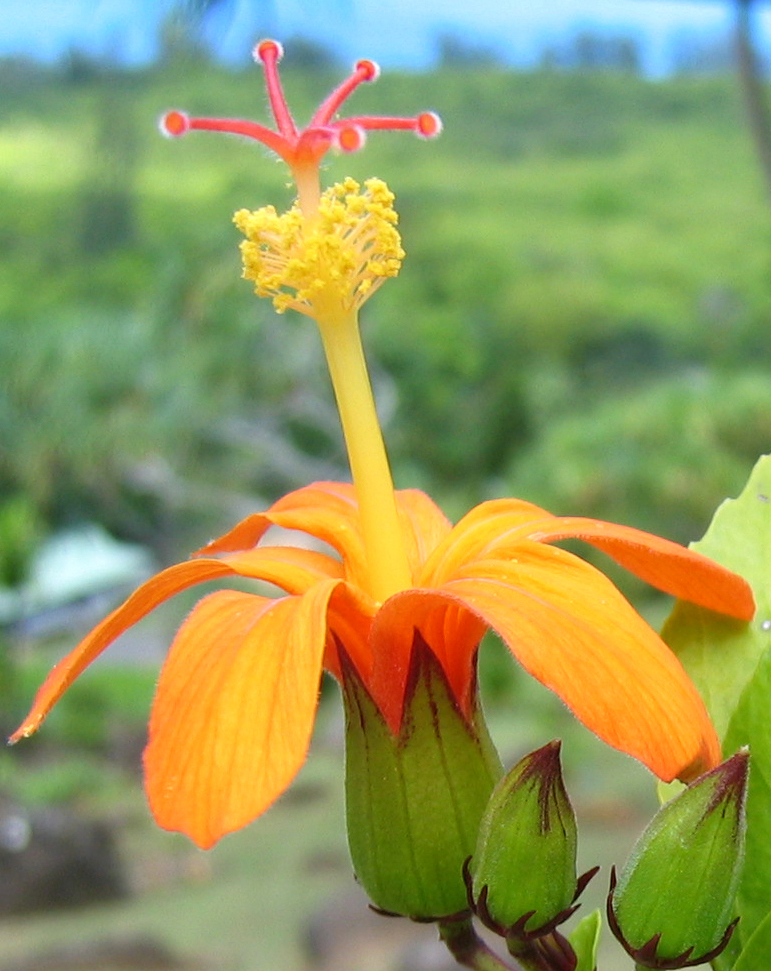 Hibiscus kokio subsp. saintjohnianus  - 