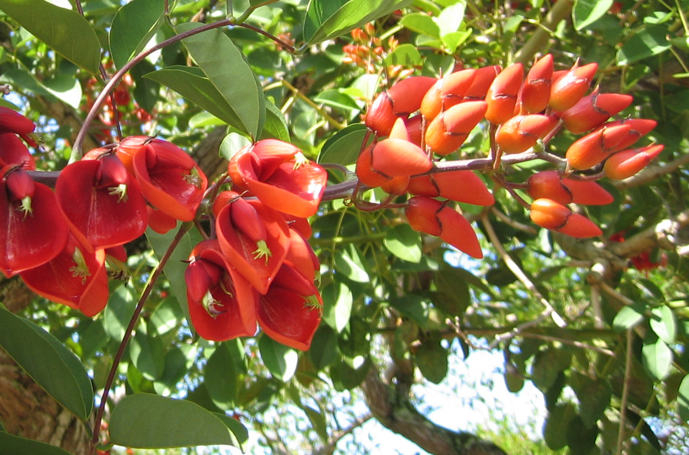 Erythrina X malottorum   - flower detail