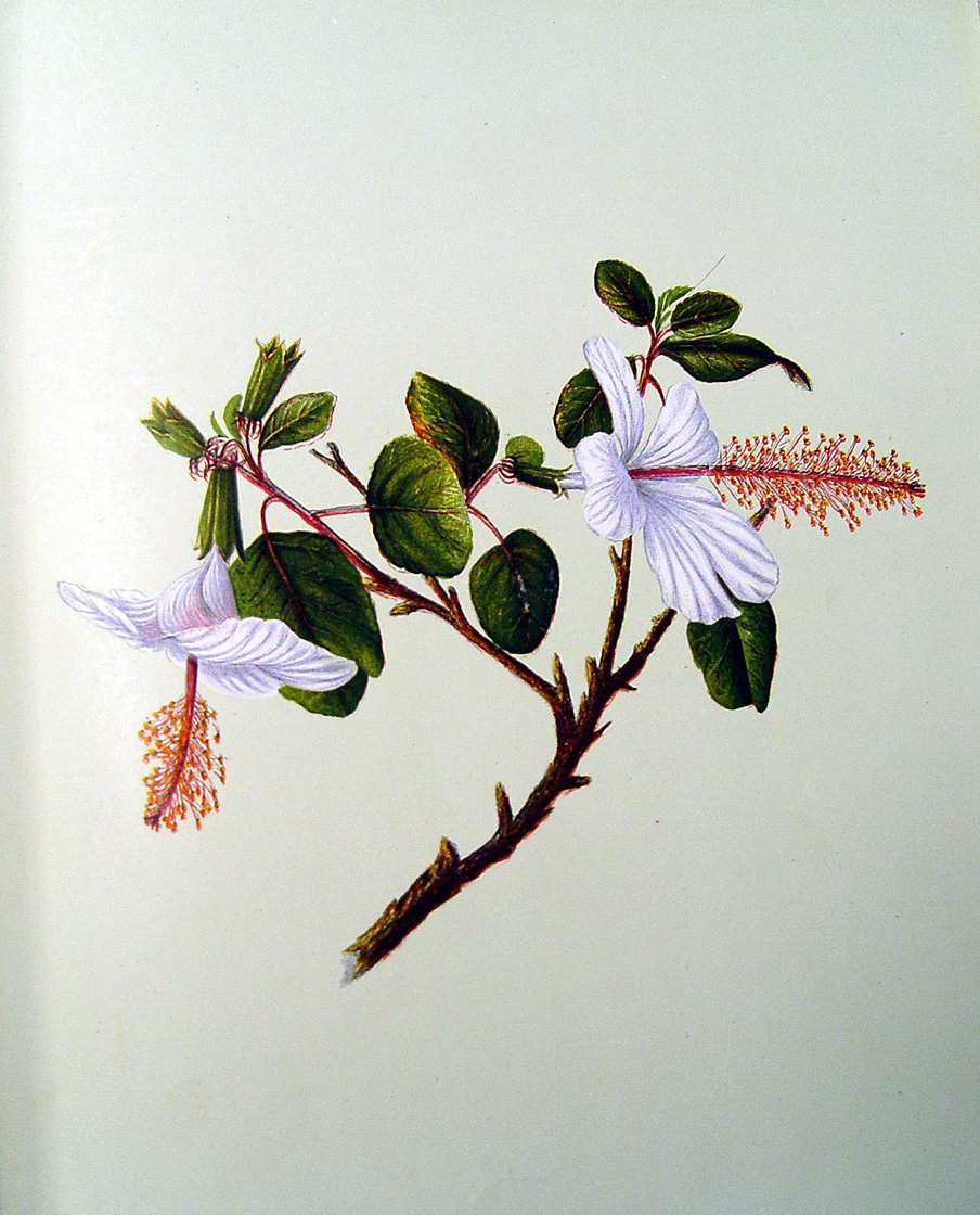 Hibiscus arnottianus   - Sinclair, FI.   Indigenous Flowers of the Hawaiian Islands.   Marston, Searle and Rivington.  London.  1885.