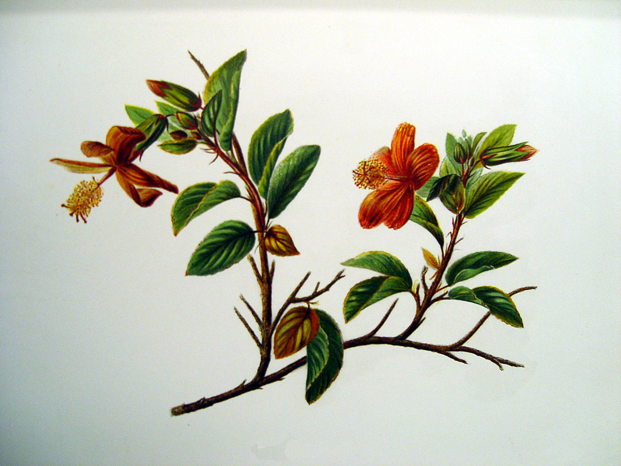 Hibiscus kokio subsp. saintjohnianus  - Sinclair, FI.   Indigenous Flowers of the Hawaiian Islands.   Marston, Searle and Rivington.  London.  1885.
