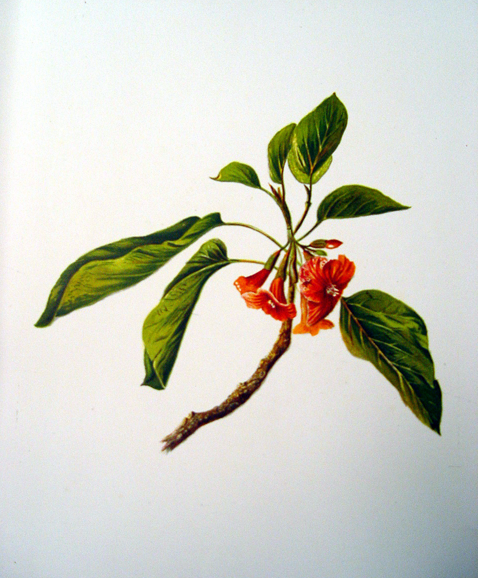 Cordia subcordata   - Sinclair, FI.   Indigenous Flowers of the Hawaiian Islands.   Marston, Searle and Rivington.  London.  1885.