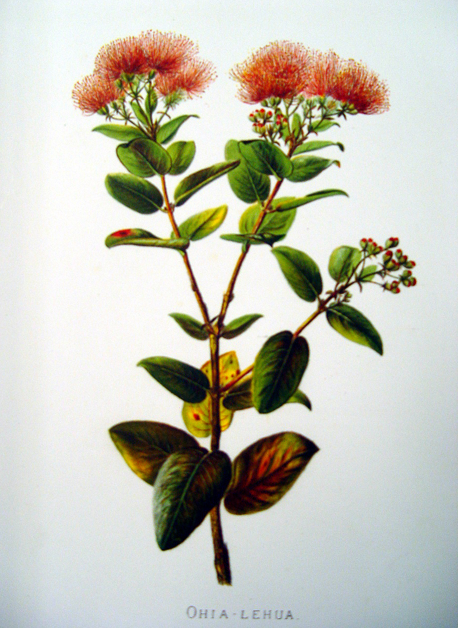 Metrosideros polymorpha   - Sinclair, FI.   Indigenous Flowers of the Hawaiian Islands.   Marston, Searle and Rivington.  London.  1885.