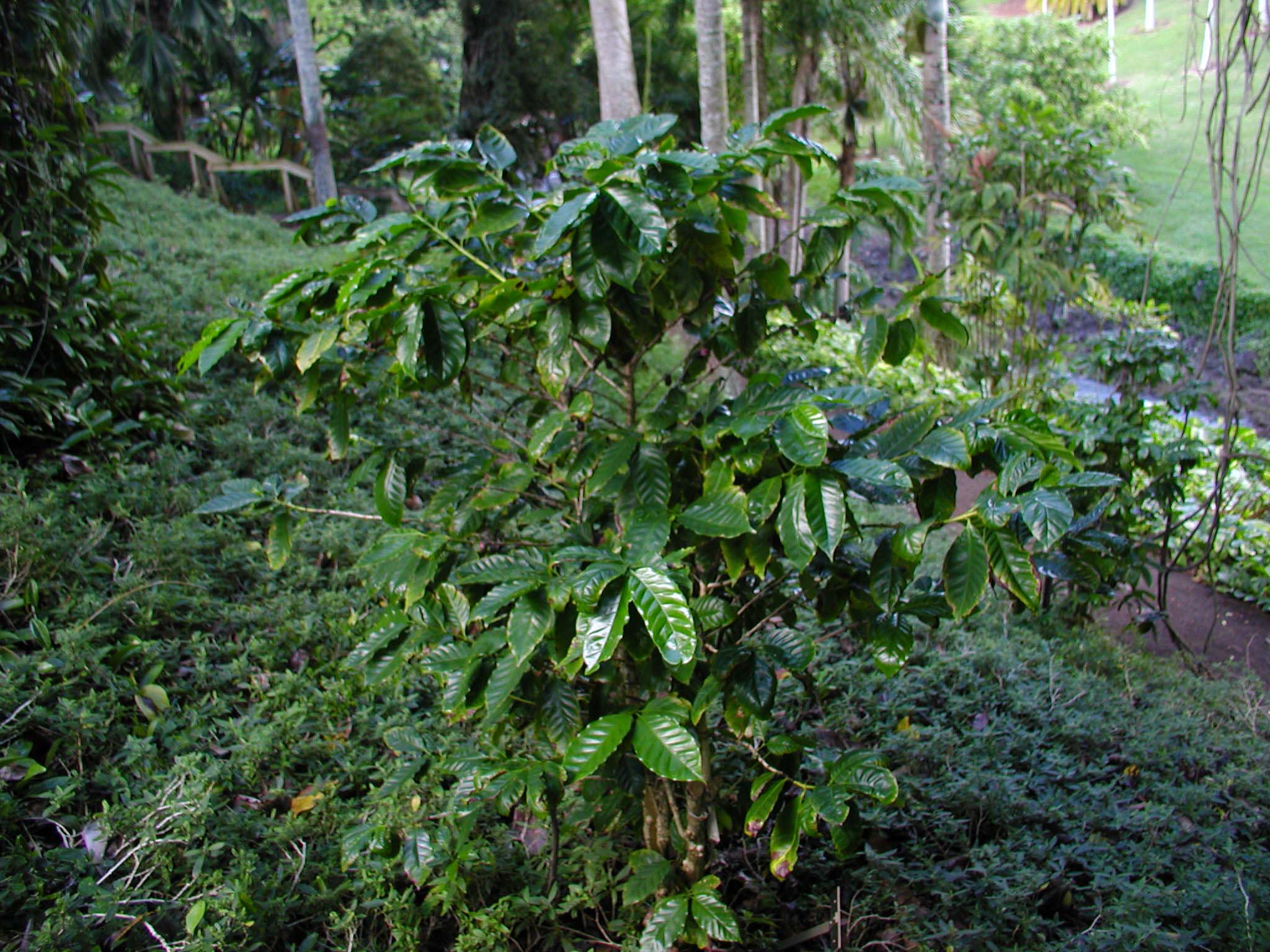 Coffea arabica   - full plant
