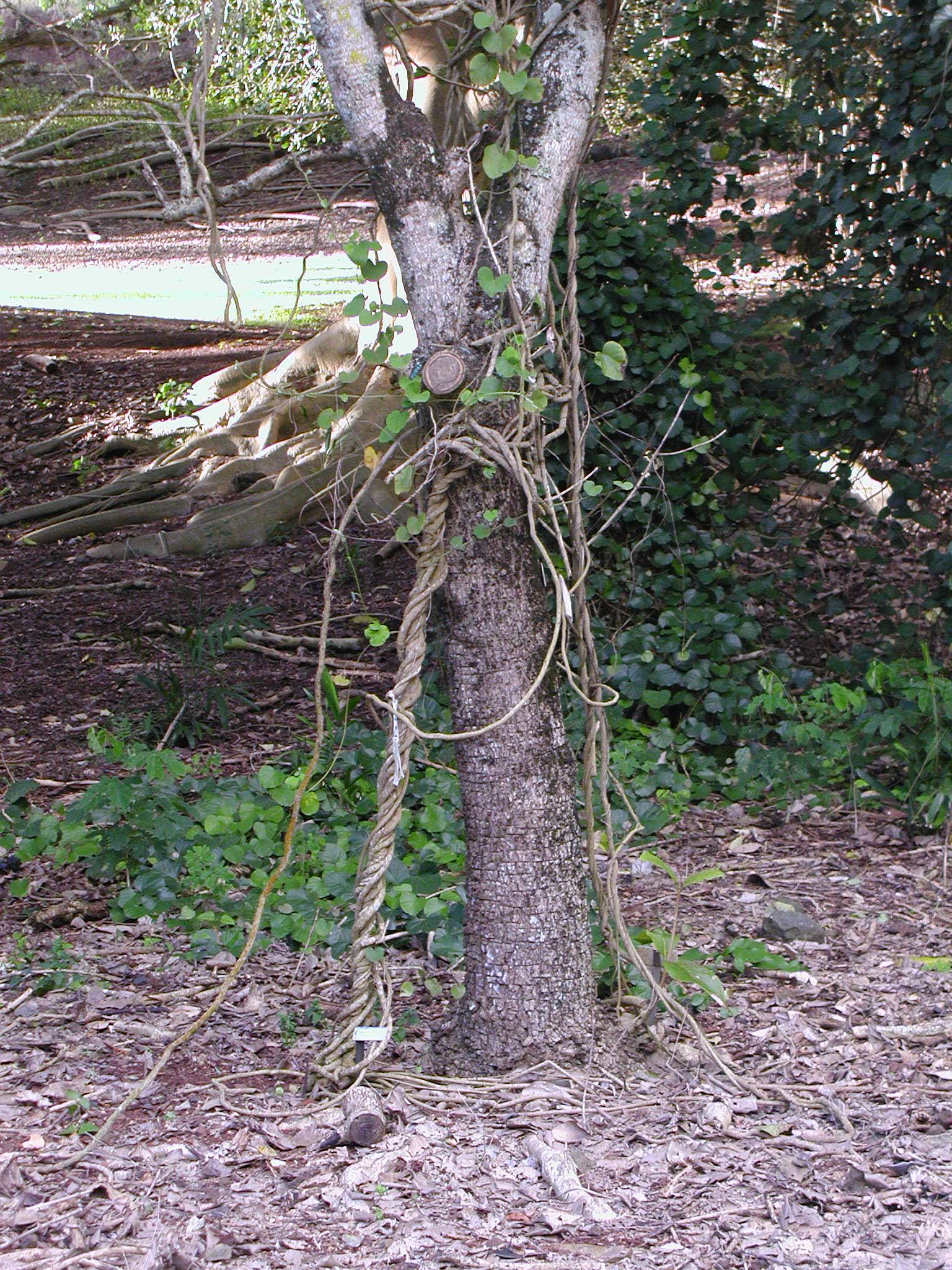Chondrodendron tomentosum   - plant detail - vine and roots