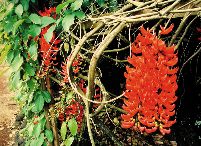 Mucuna novo-guineensis   - plant detail