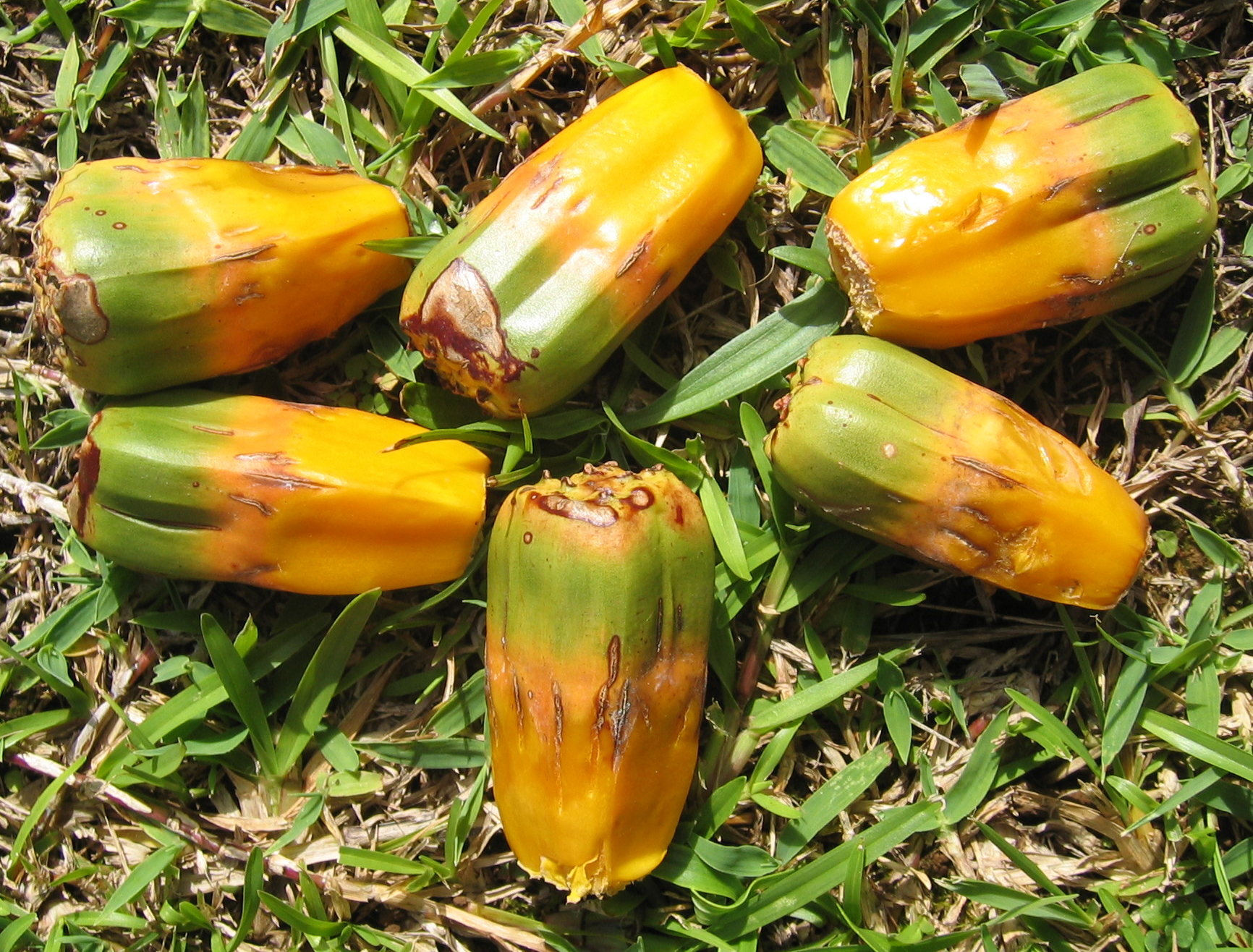 Pandanus tectorius   - fruit detail