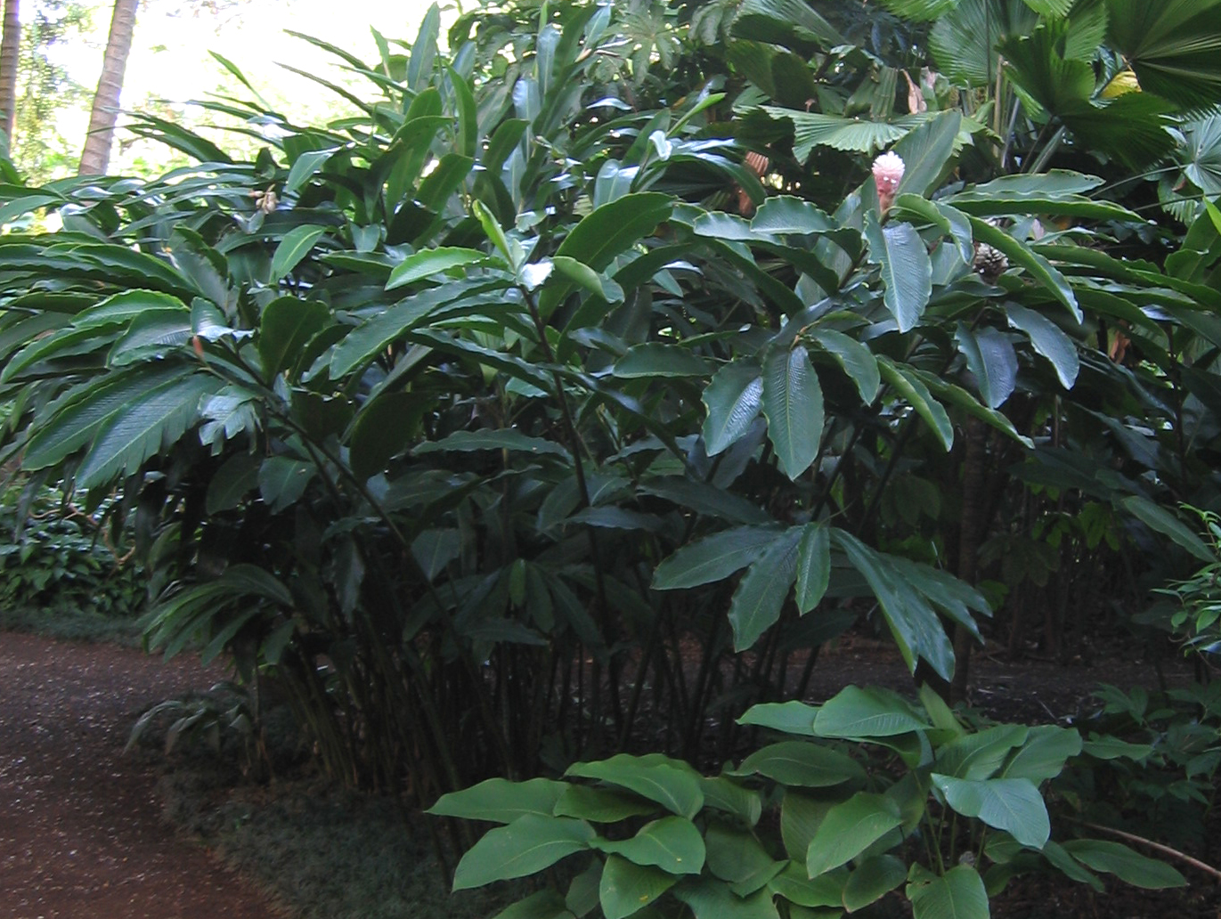 Alpinia purpurata  'Jungle Queen' - 