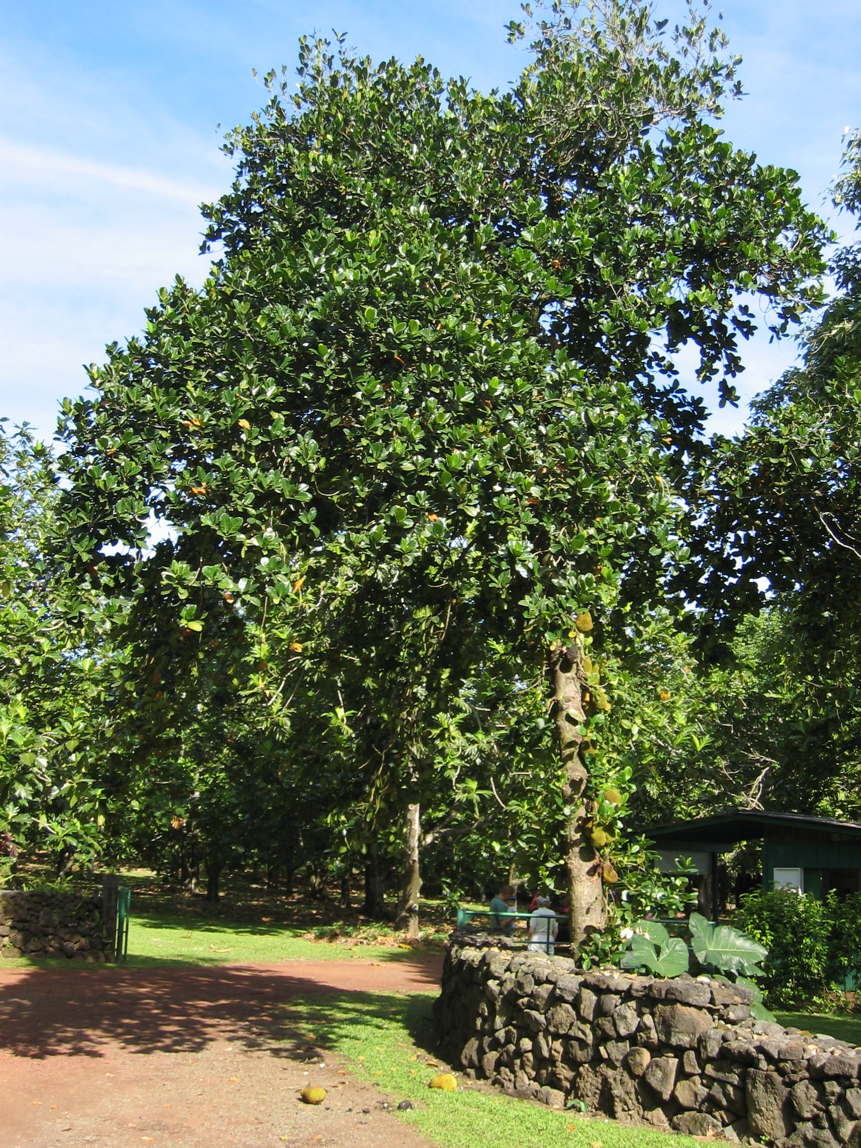 Artocarpus heterophyllus   - 