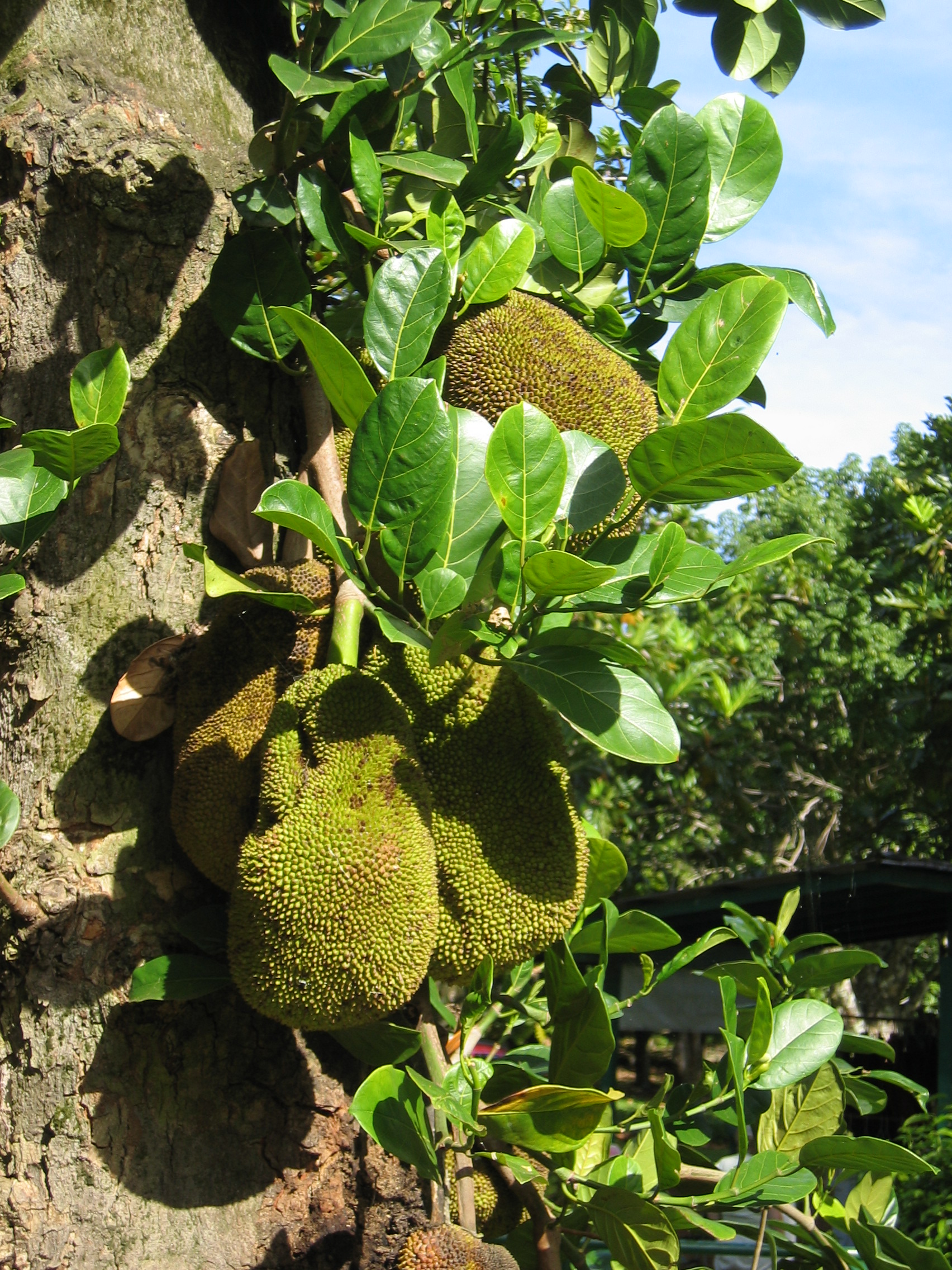 Artocarpus heterophyllus   - 