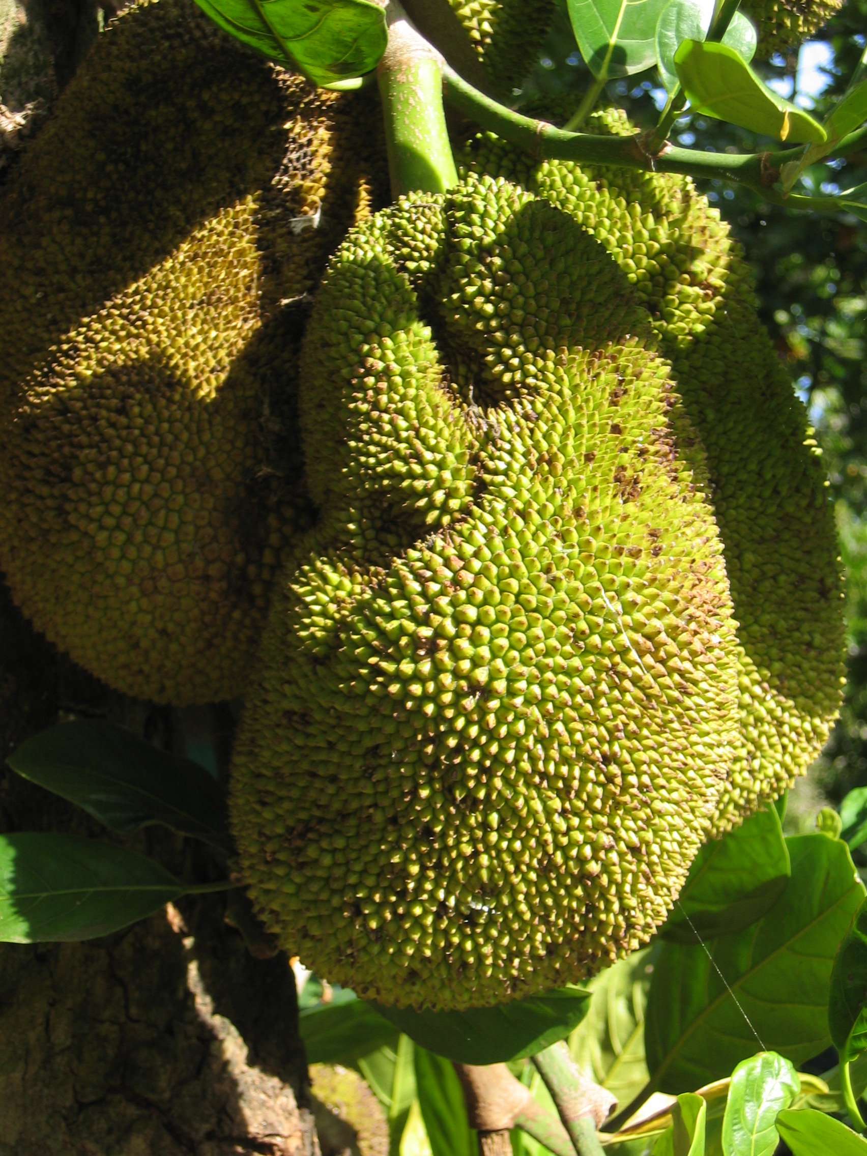 Artocarpus heterophyllus   - 