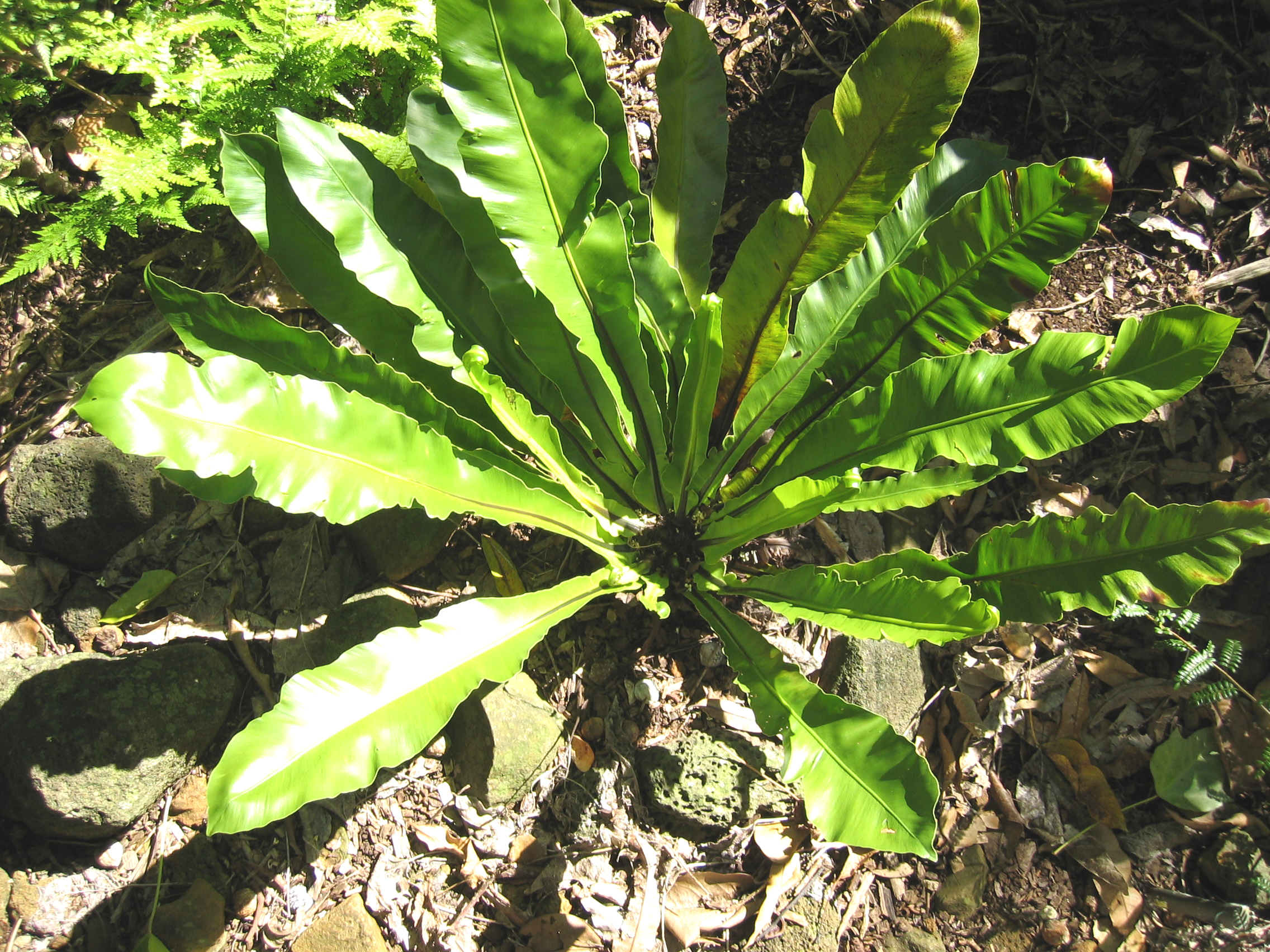 Asplenium nidus   - Bird's nest fern, axial view