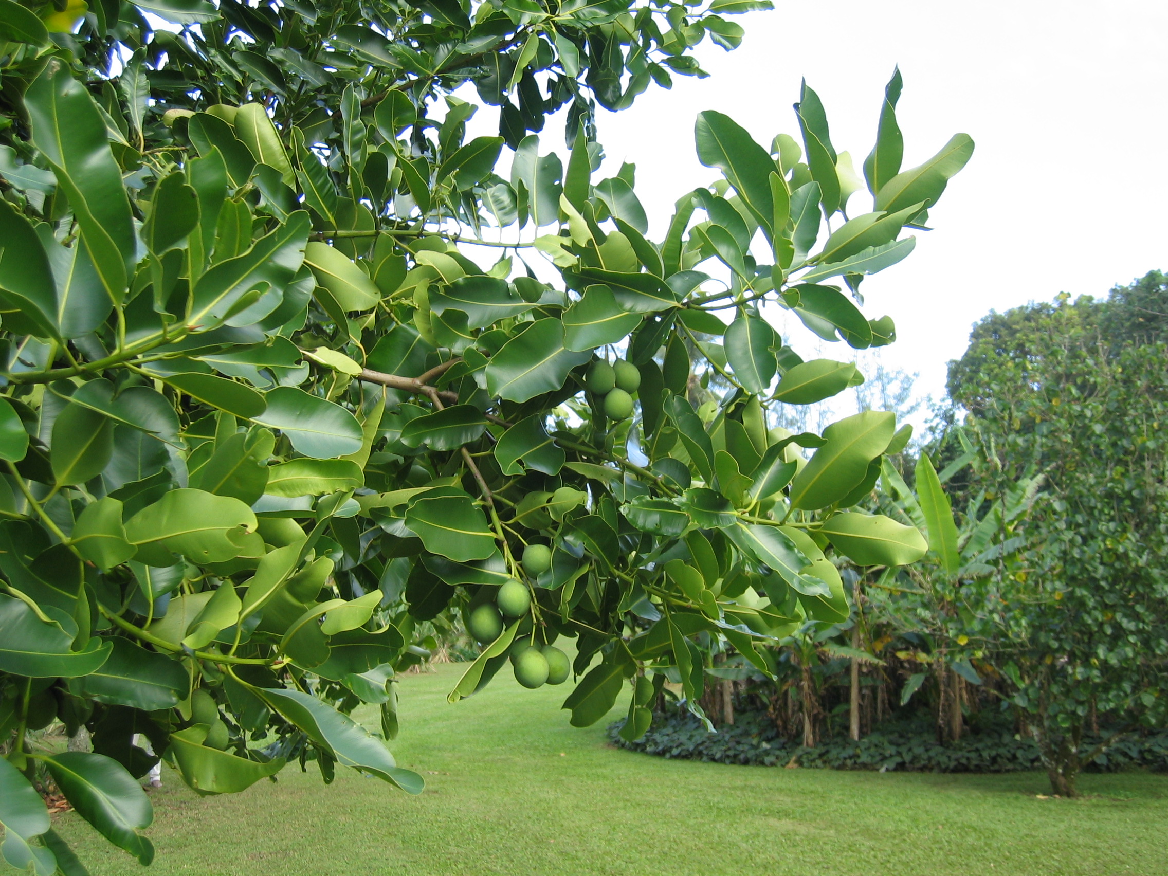 Calophyllum inophyllum   - 