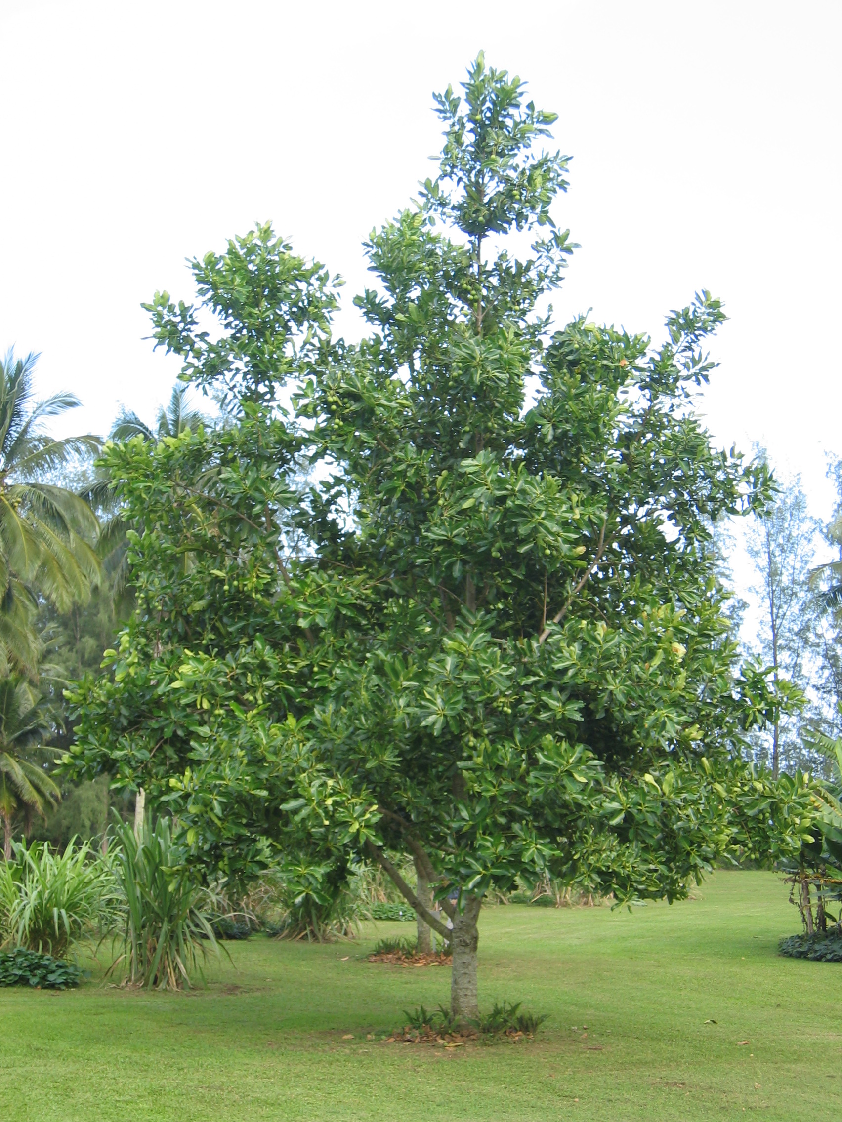 Calophyllum inophyllum   - 