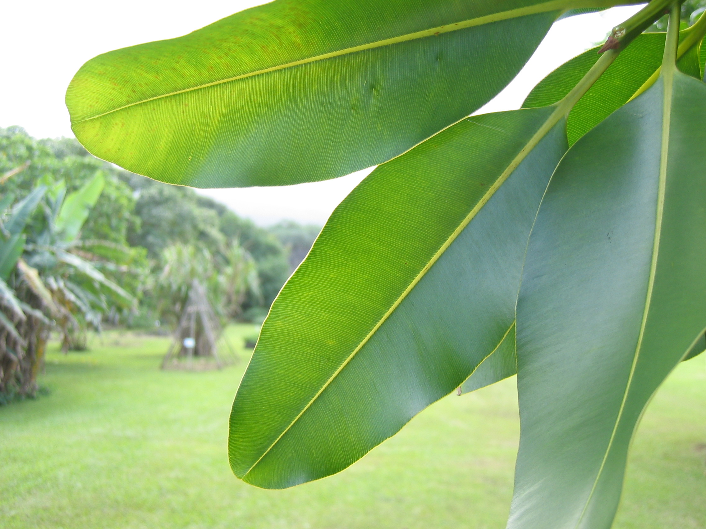 Calophyllum inophyllum   - 