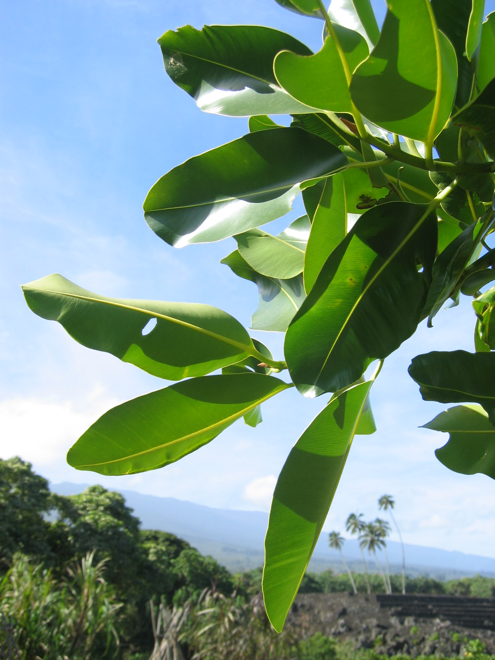 Calophyllum inophyllum   - 