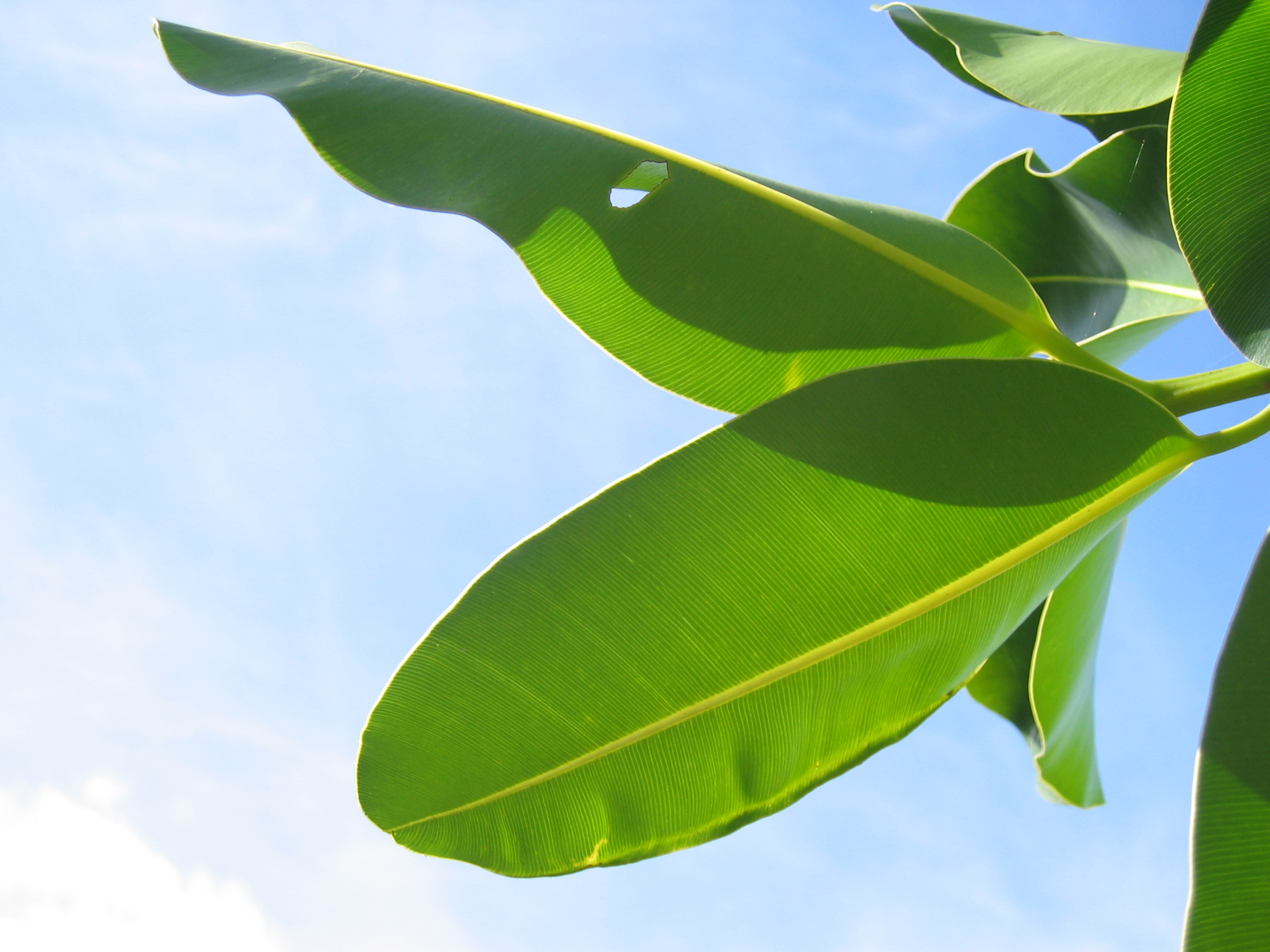 Calophyllum inophyllum   - Leaf detail showing veins