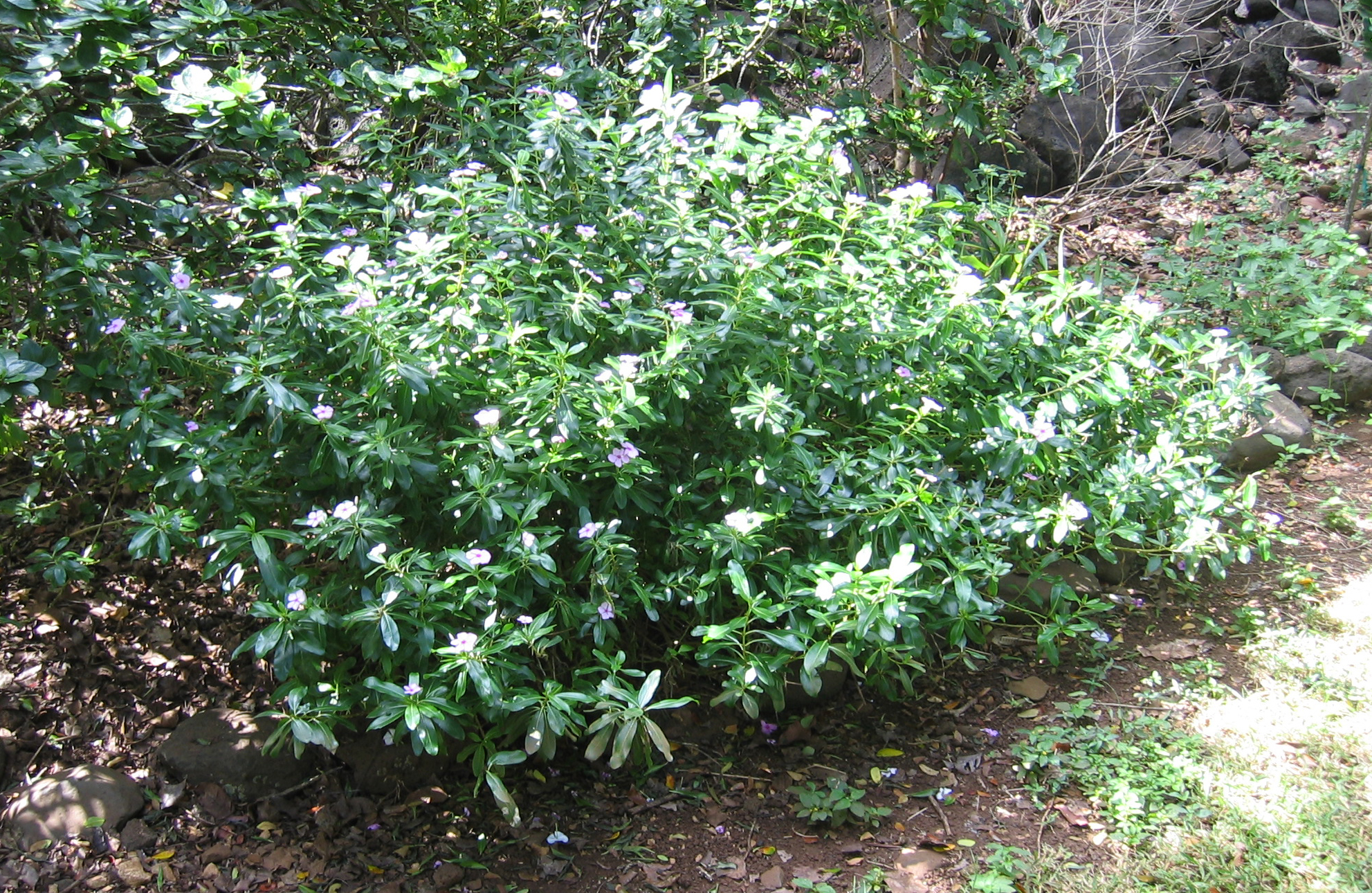 Catharanthus roseus   - 
