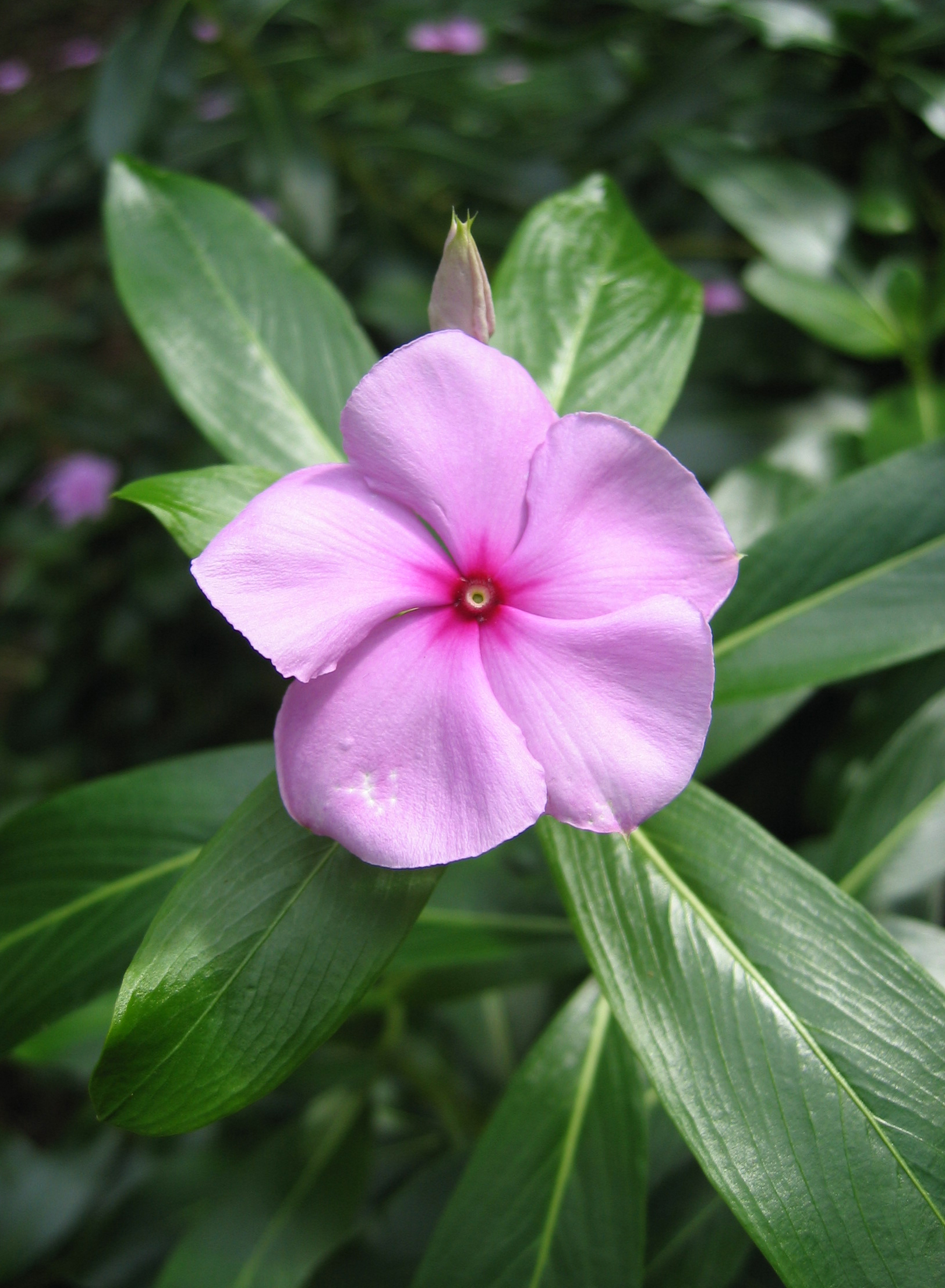 Catharanthus roseus   - Rosy periwinkle flower detail