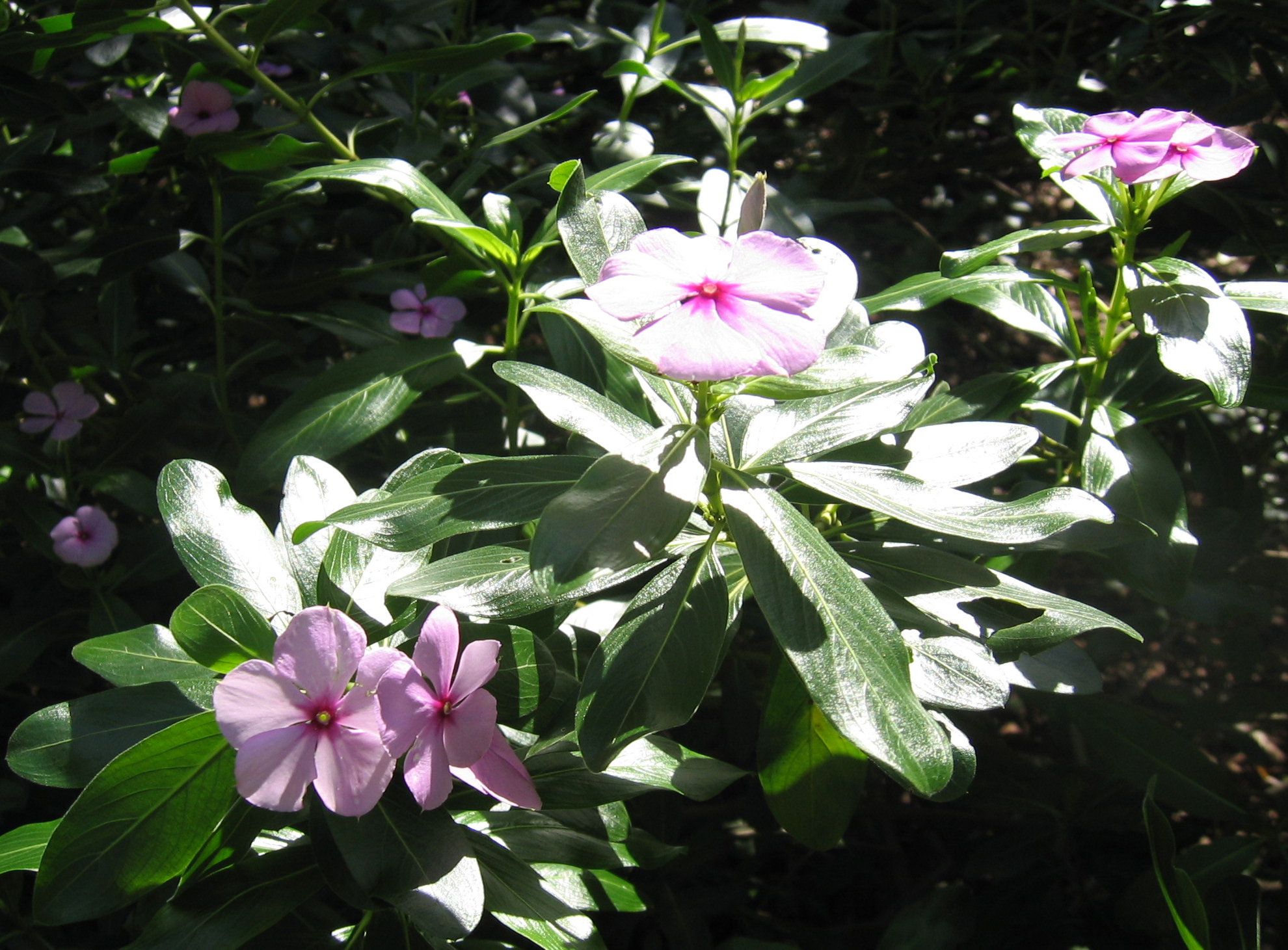 Catharanthus roseus   - 