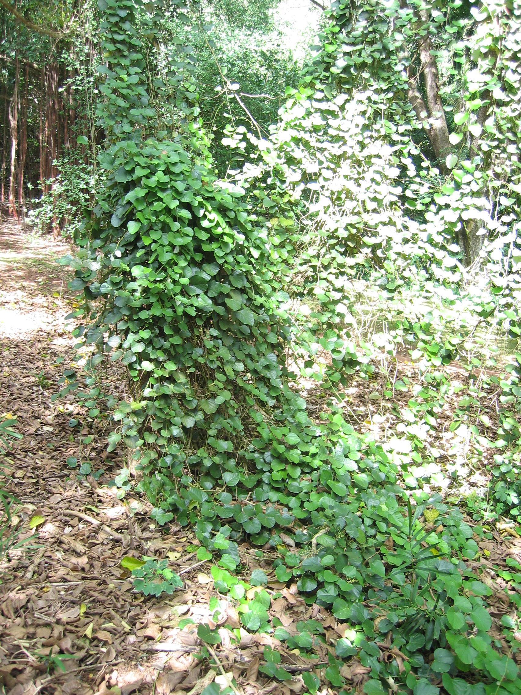 Chondrodendron tomentosum   - 