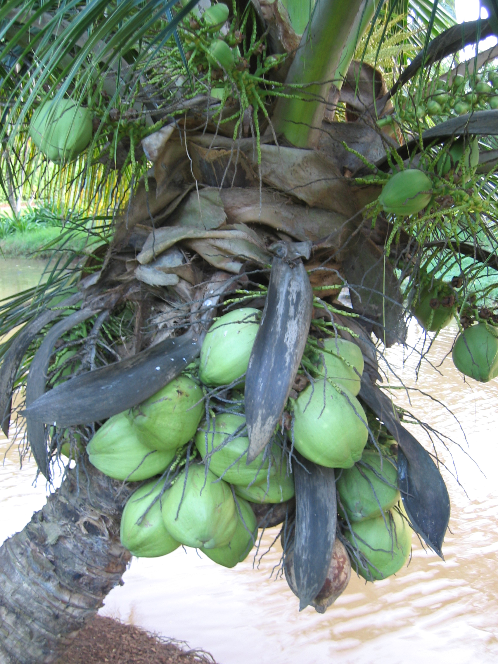 Cocos nucifera   - 