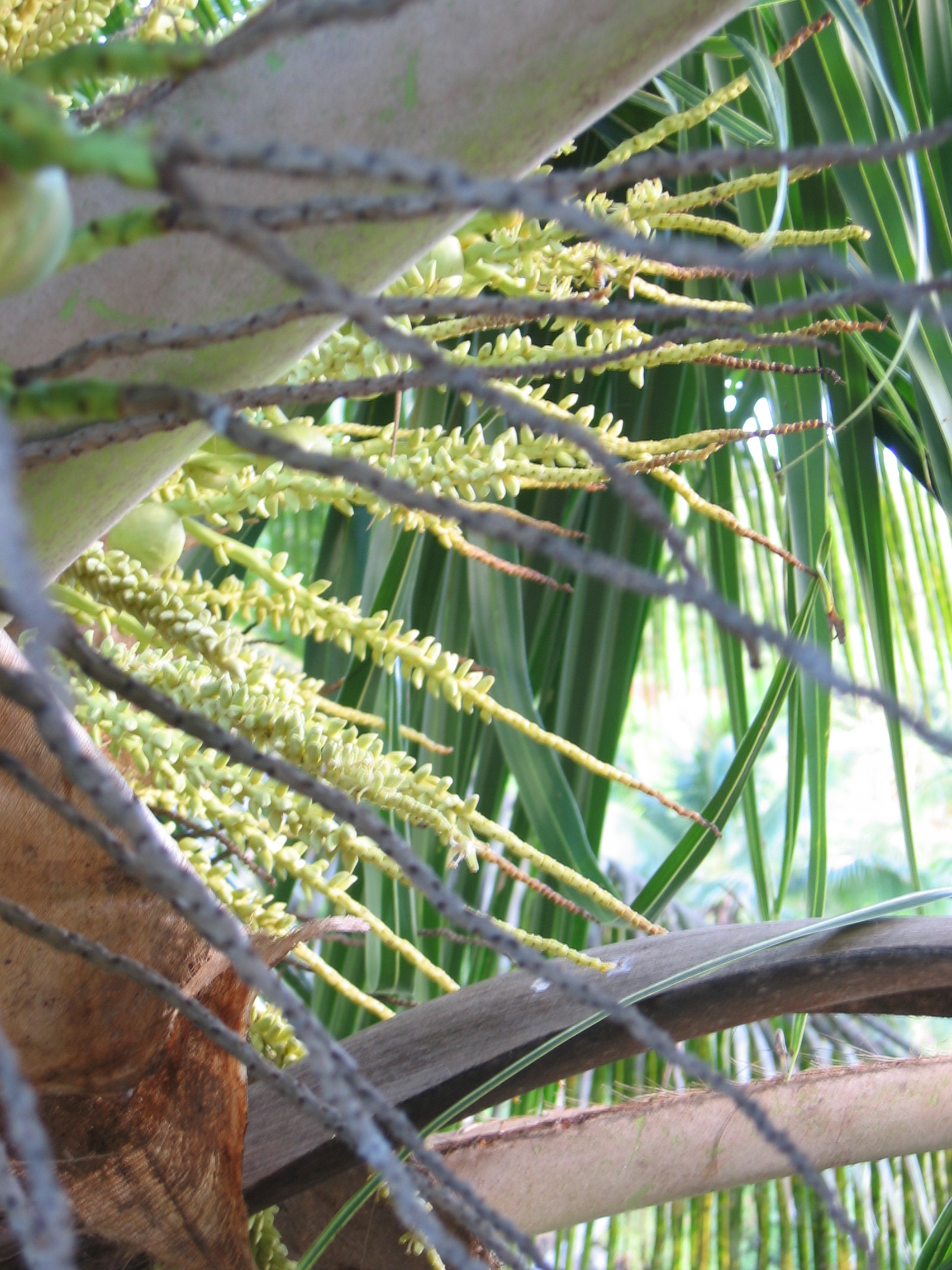 Cocos nucifera   - 