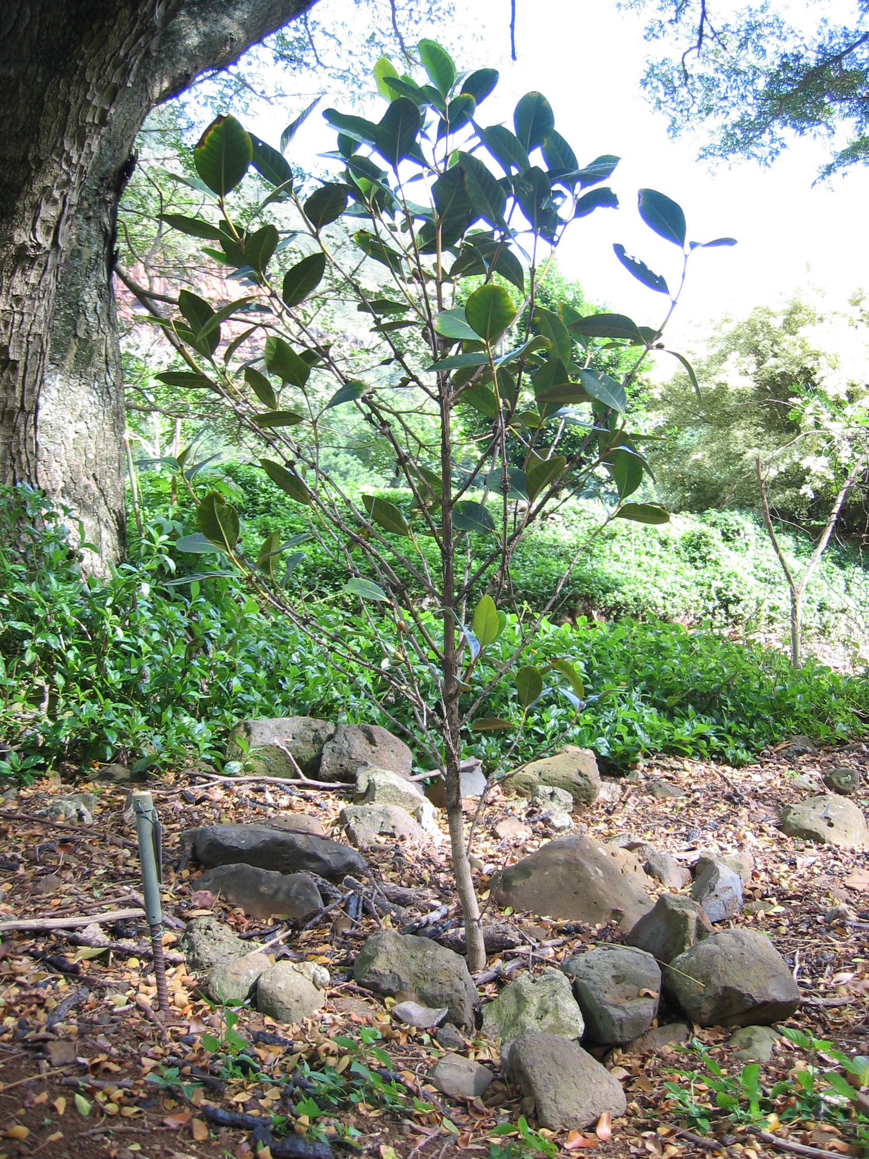 Coffea mauritiana   - Habit