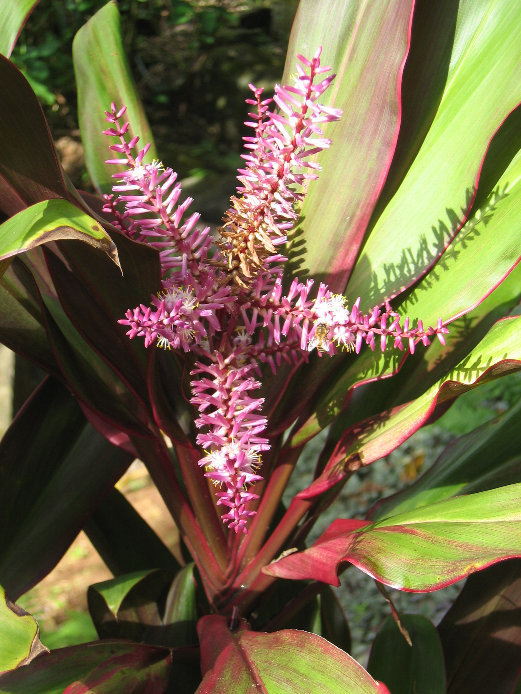 Cordyline fruiticosa   - Colored leaf form, in flower