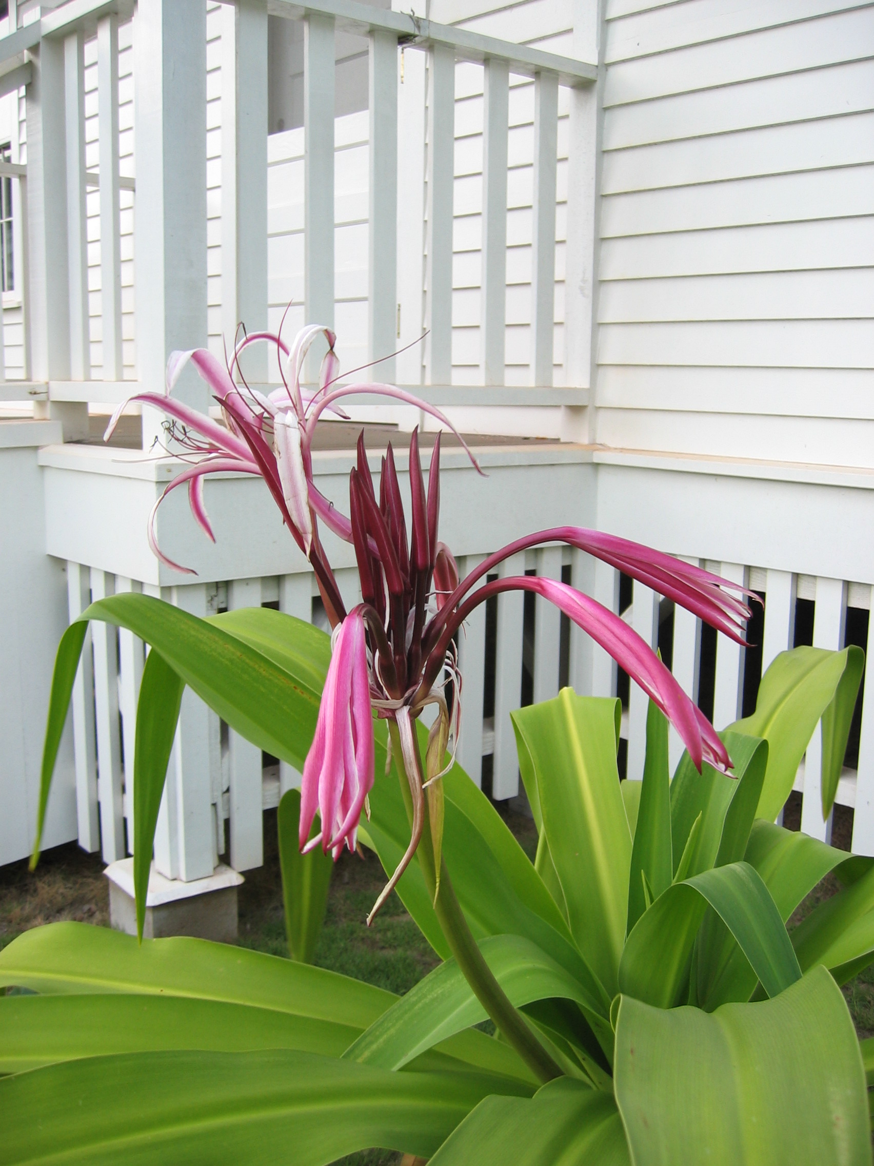 Crinum augustum   - Queen Emma lily in front of her house