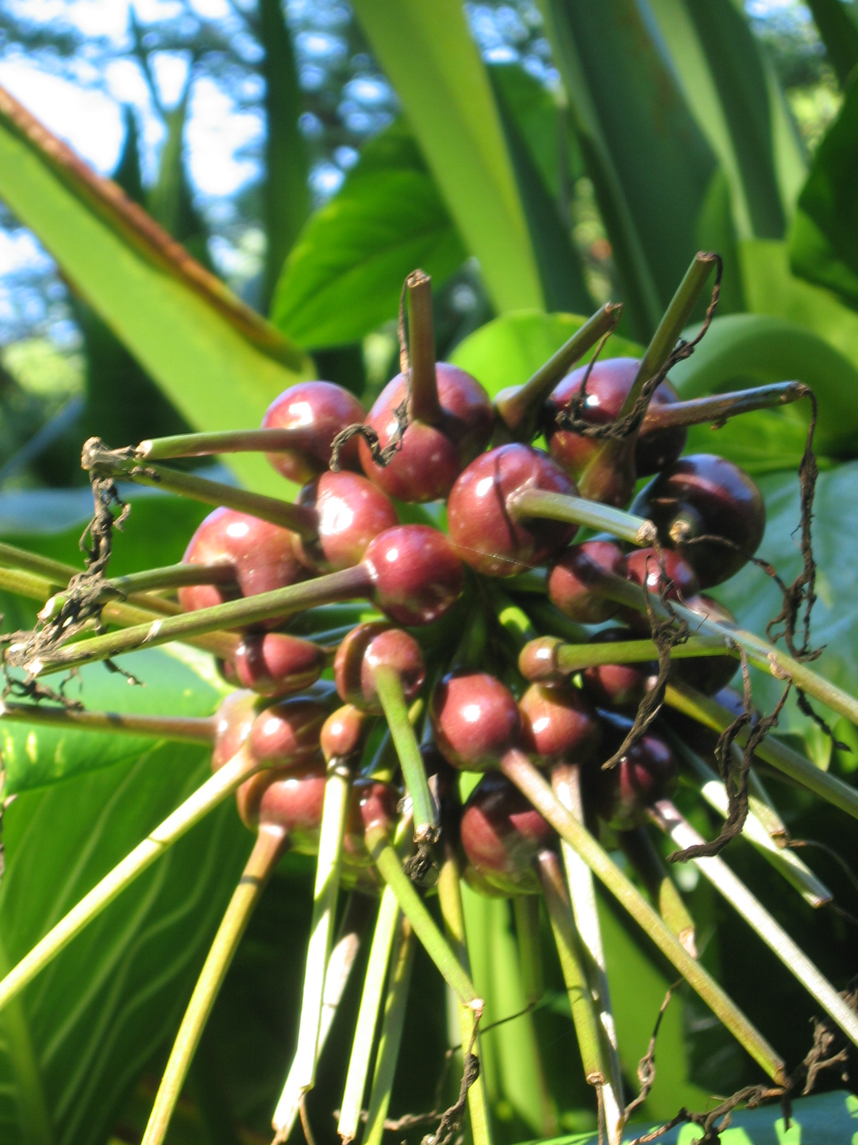 Crinum pedunculatum   - Mature and immature fruit, purple flower form