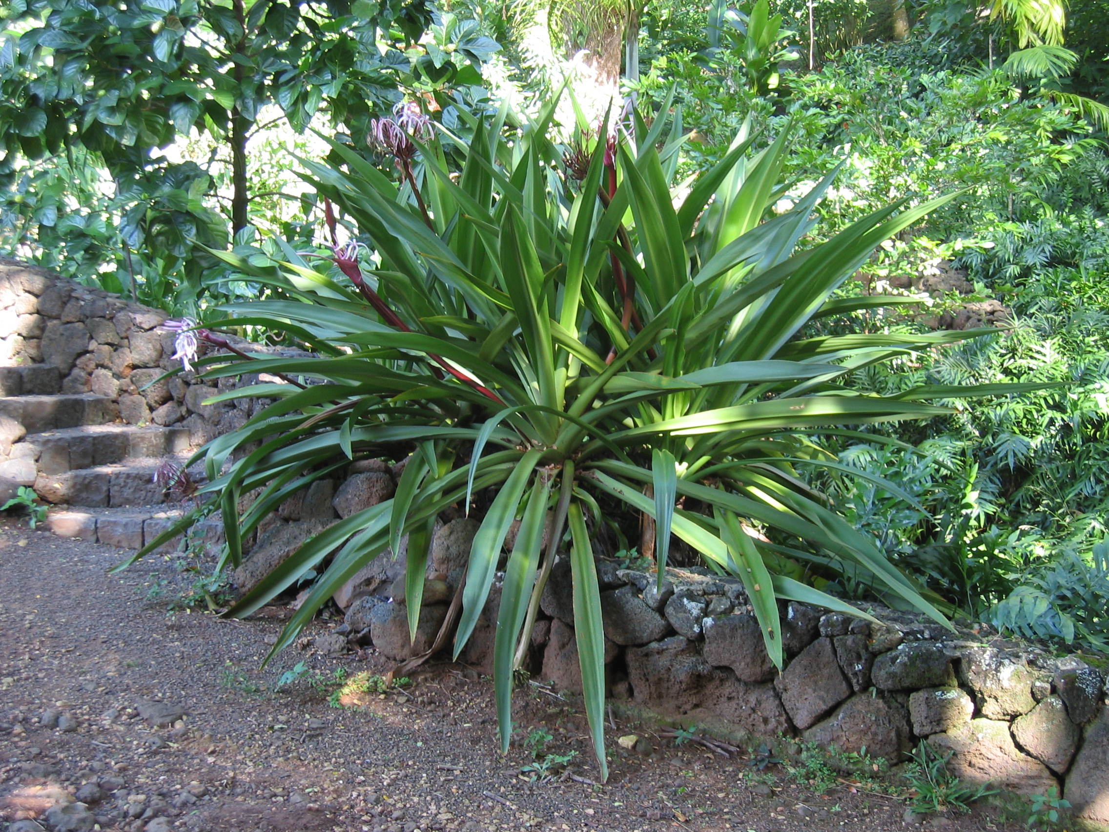 Crinum pedunculatum   - Habit, purple flowering form