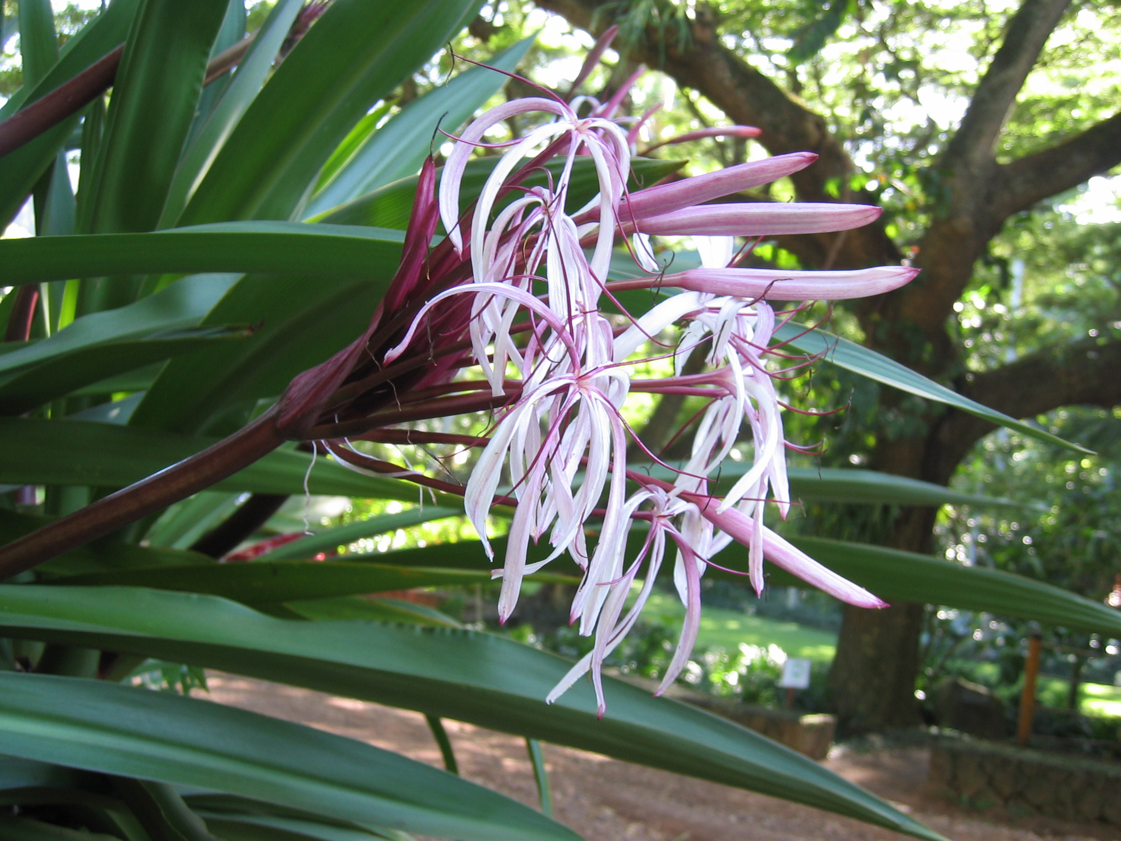 Crinum pedunculatum   - form with purple flowers