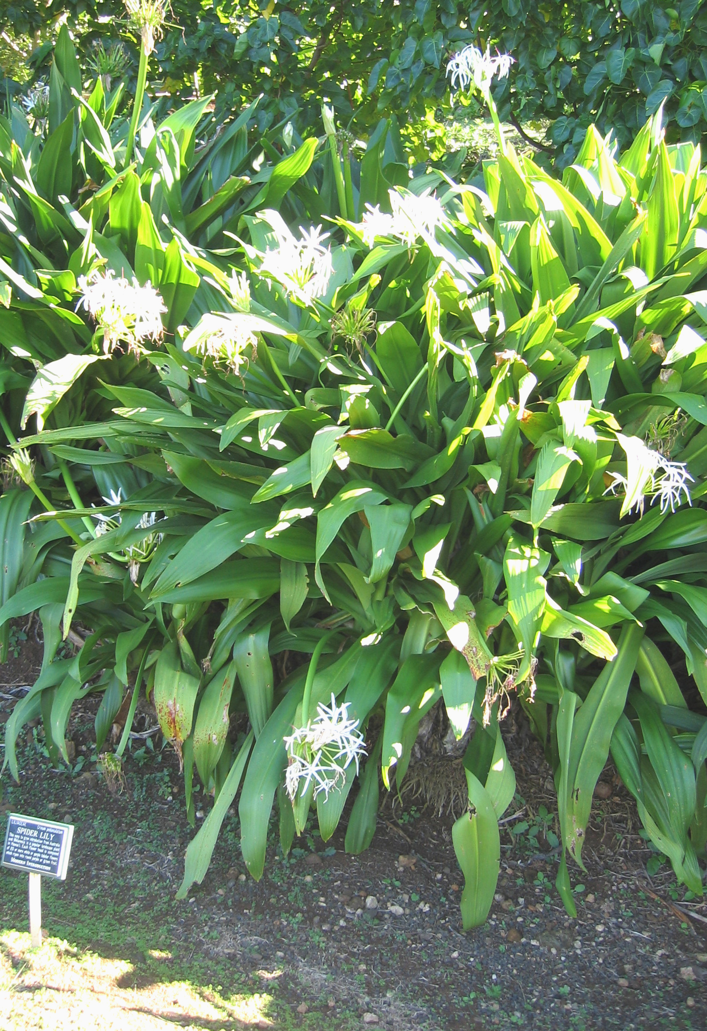 Crinum pedunculatum   - Habit, form with white flowers