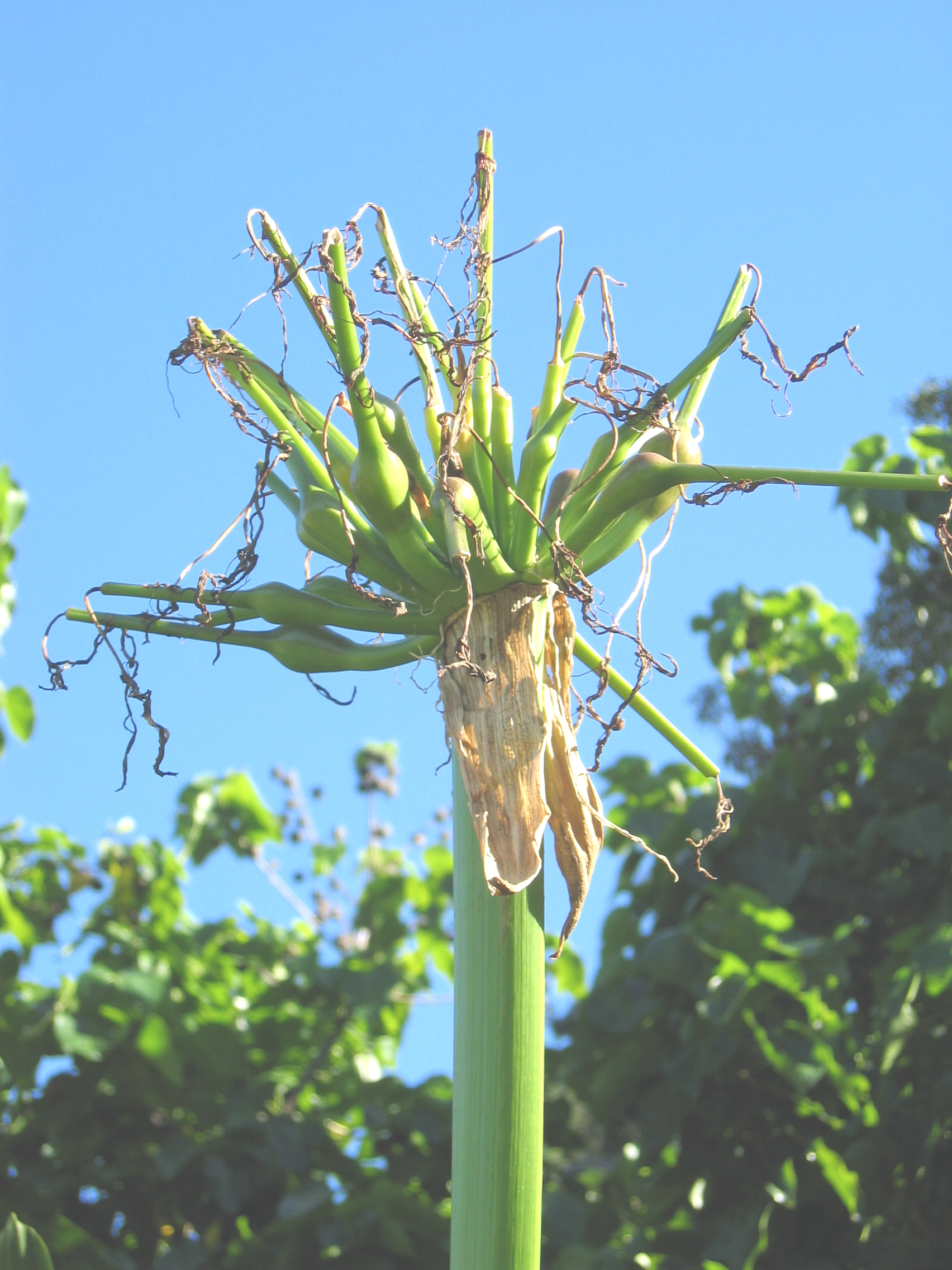 Crinum pedunculatum   - Immature fruit, white flower form
