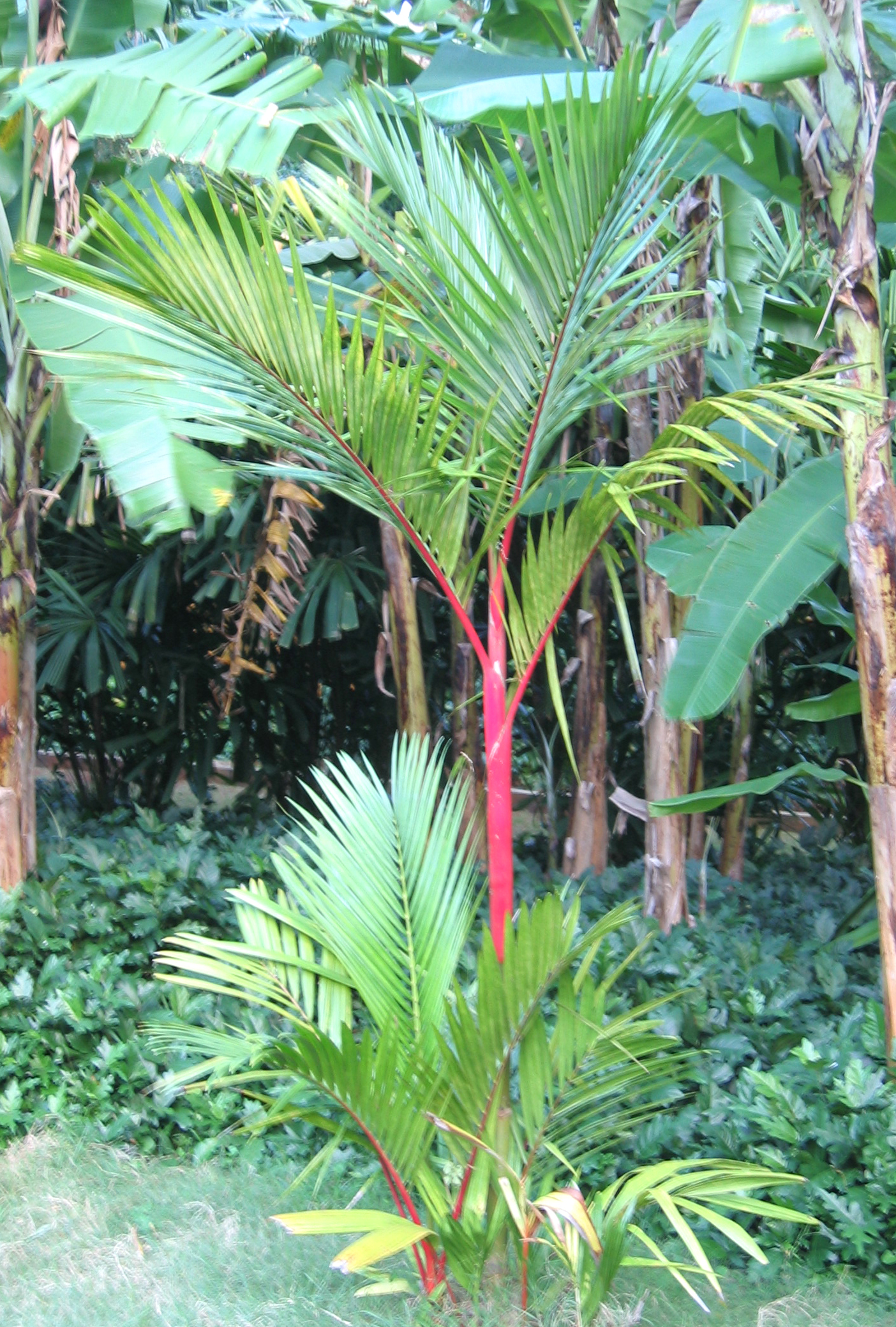 Cyrtostachys renda   - Sealing wax palm, young tree